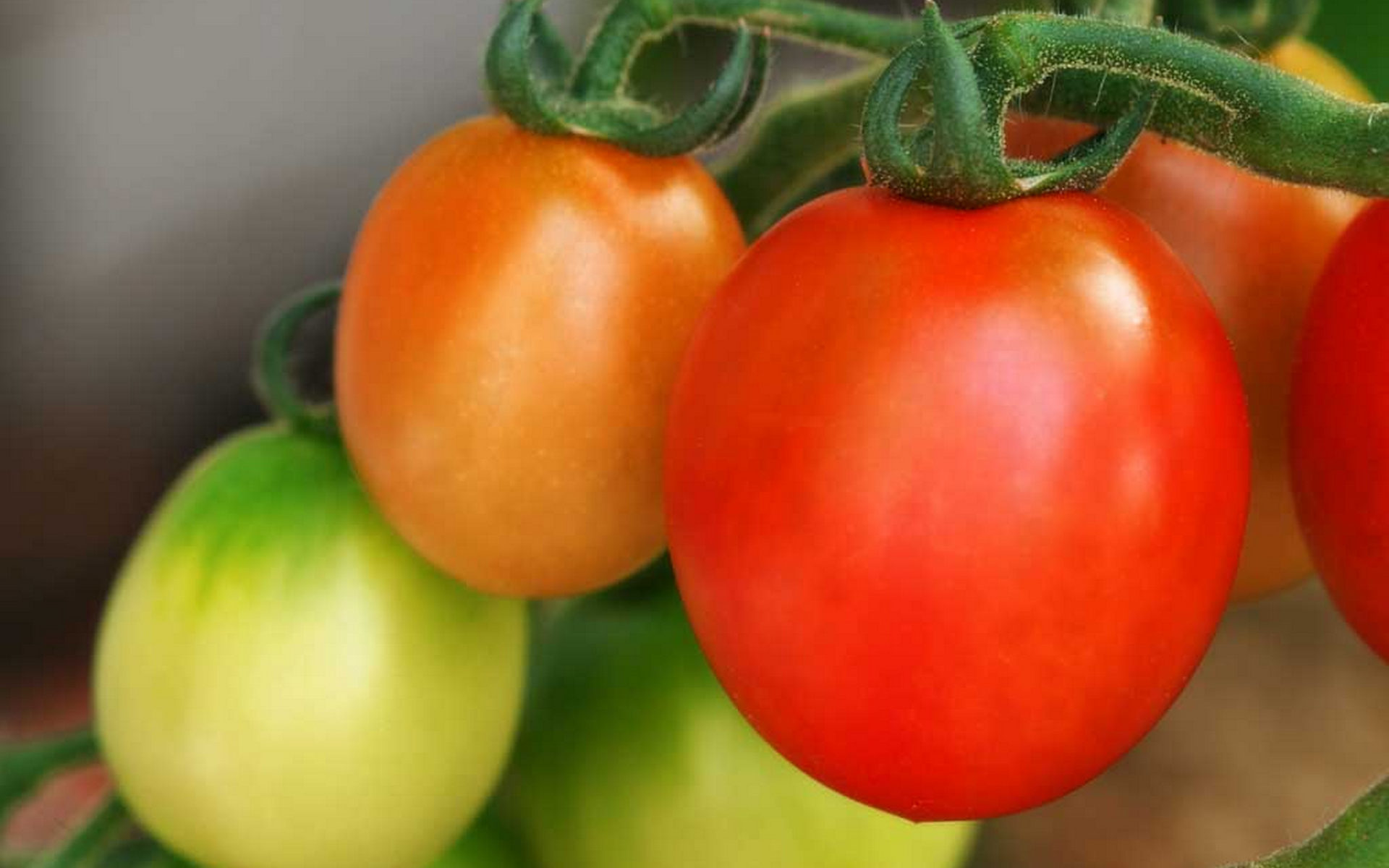 Food Tomato 1920x1200