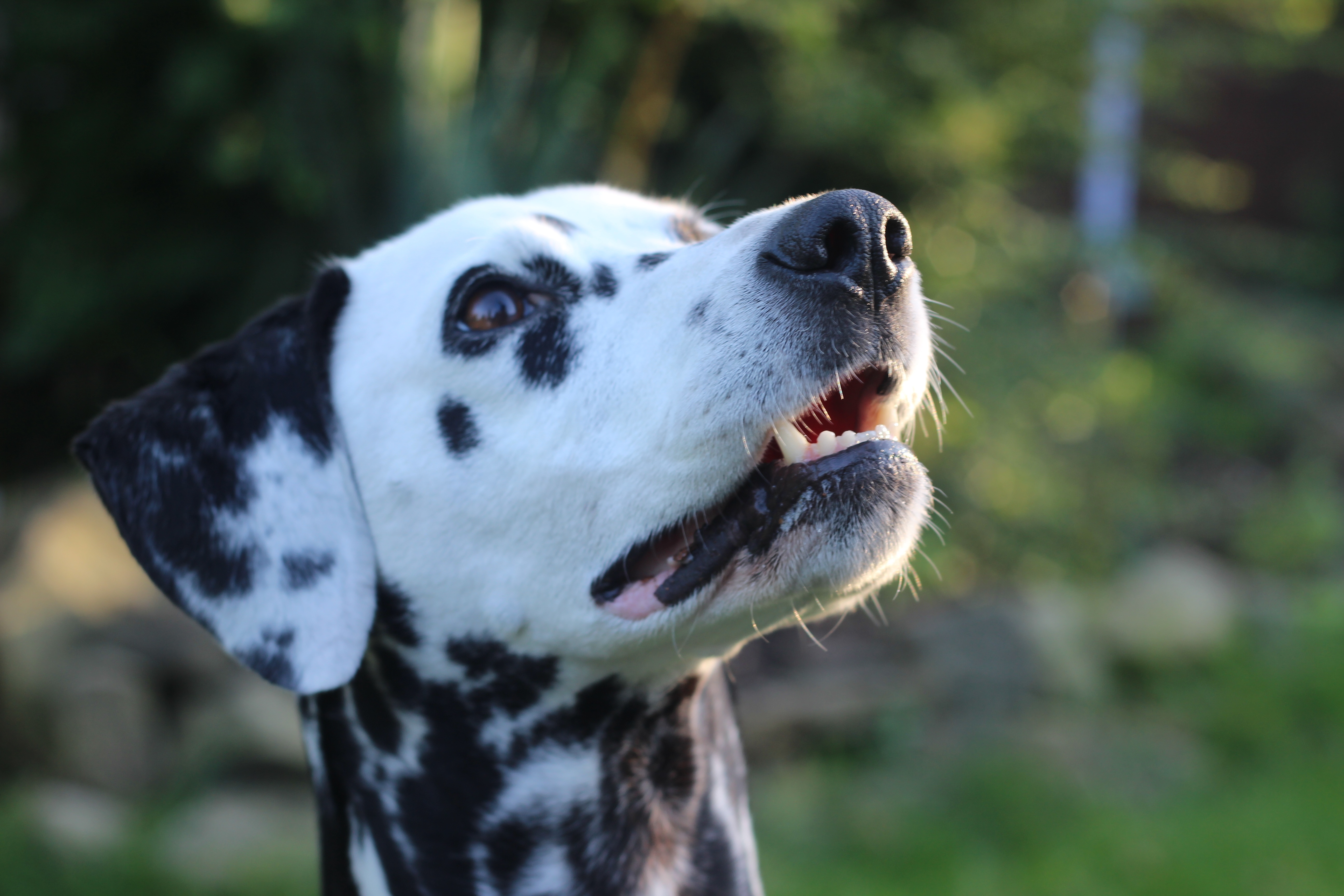 Bokeh Dalmatian Dog Muzzle 5184x3456