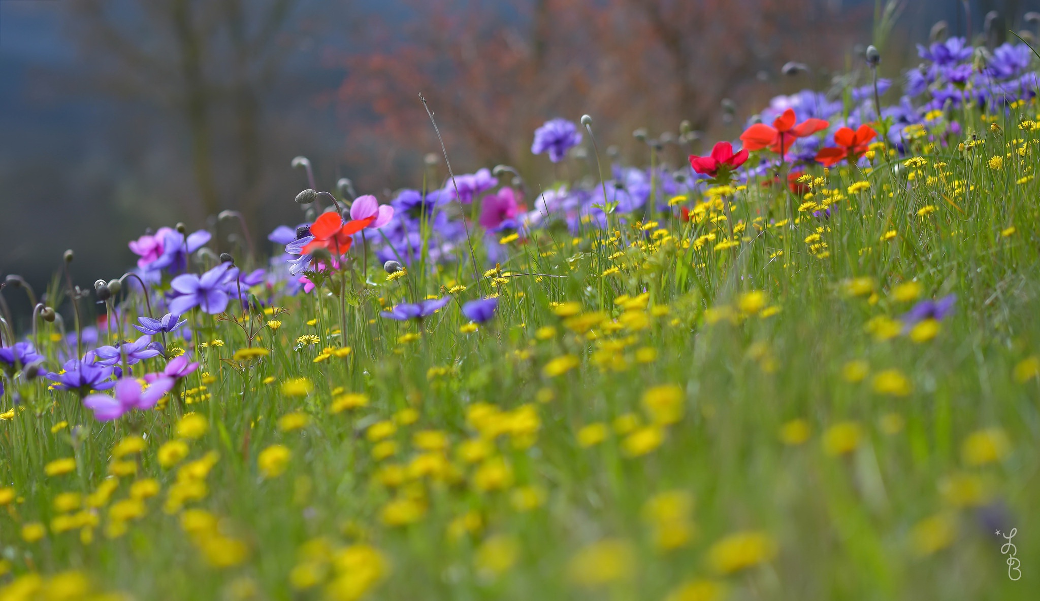 Blur Flower Meadow Nature Purple Flower Red Flower Yellow Flower 2048x1185