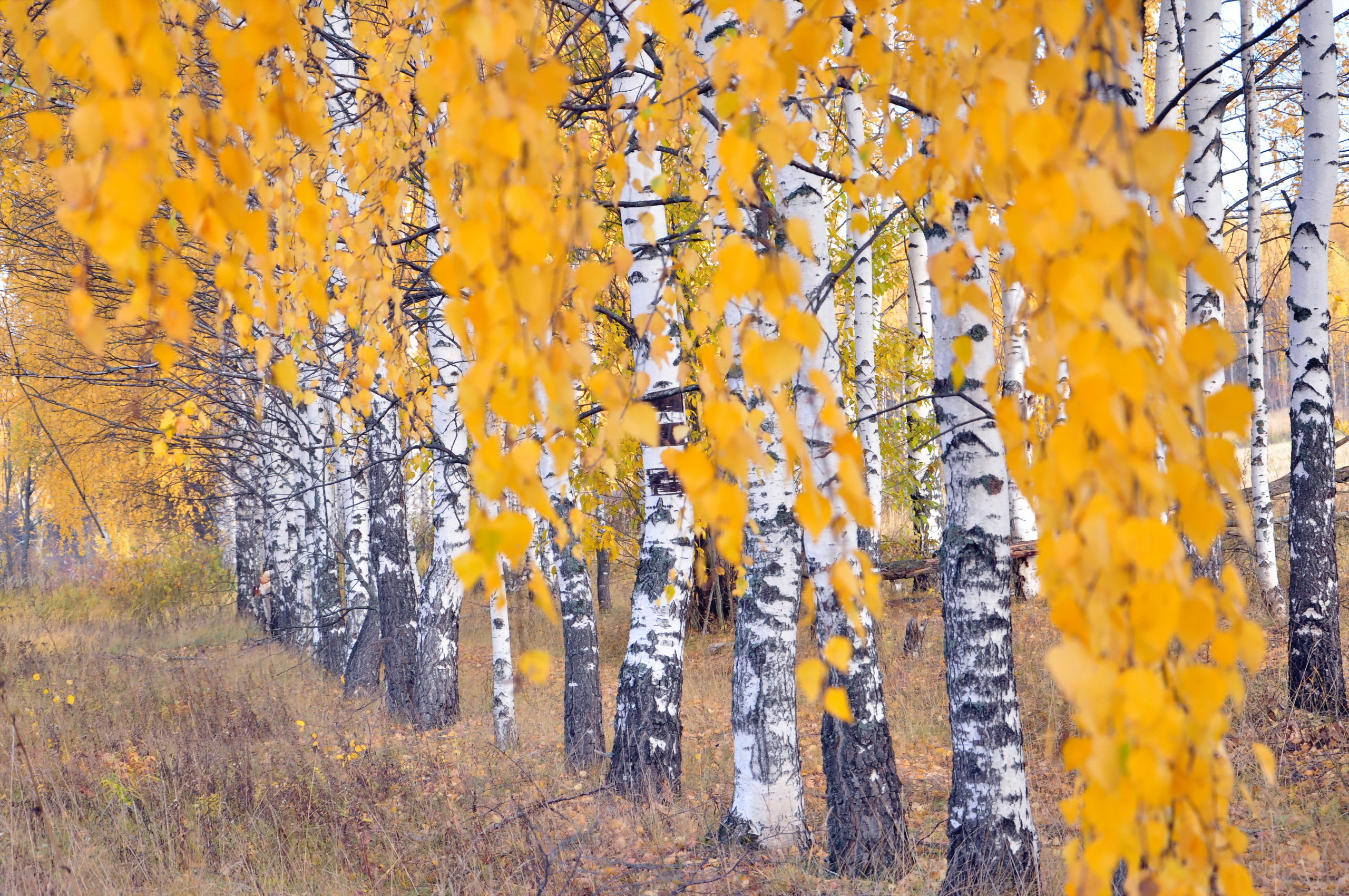 Birch Fall Nature Tree Tree Lined 2560x1700