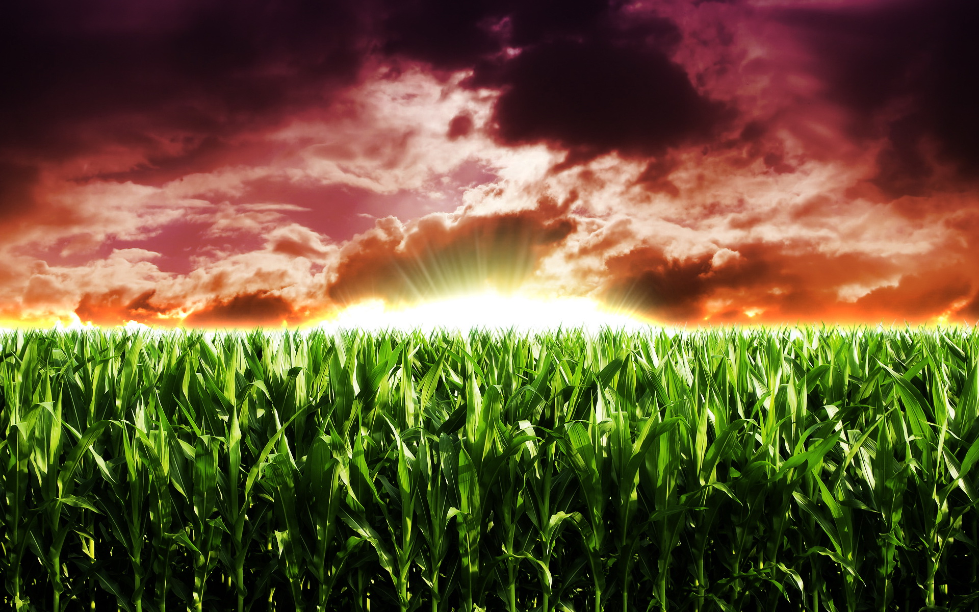 Earth Cornfield 1920x1200