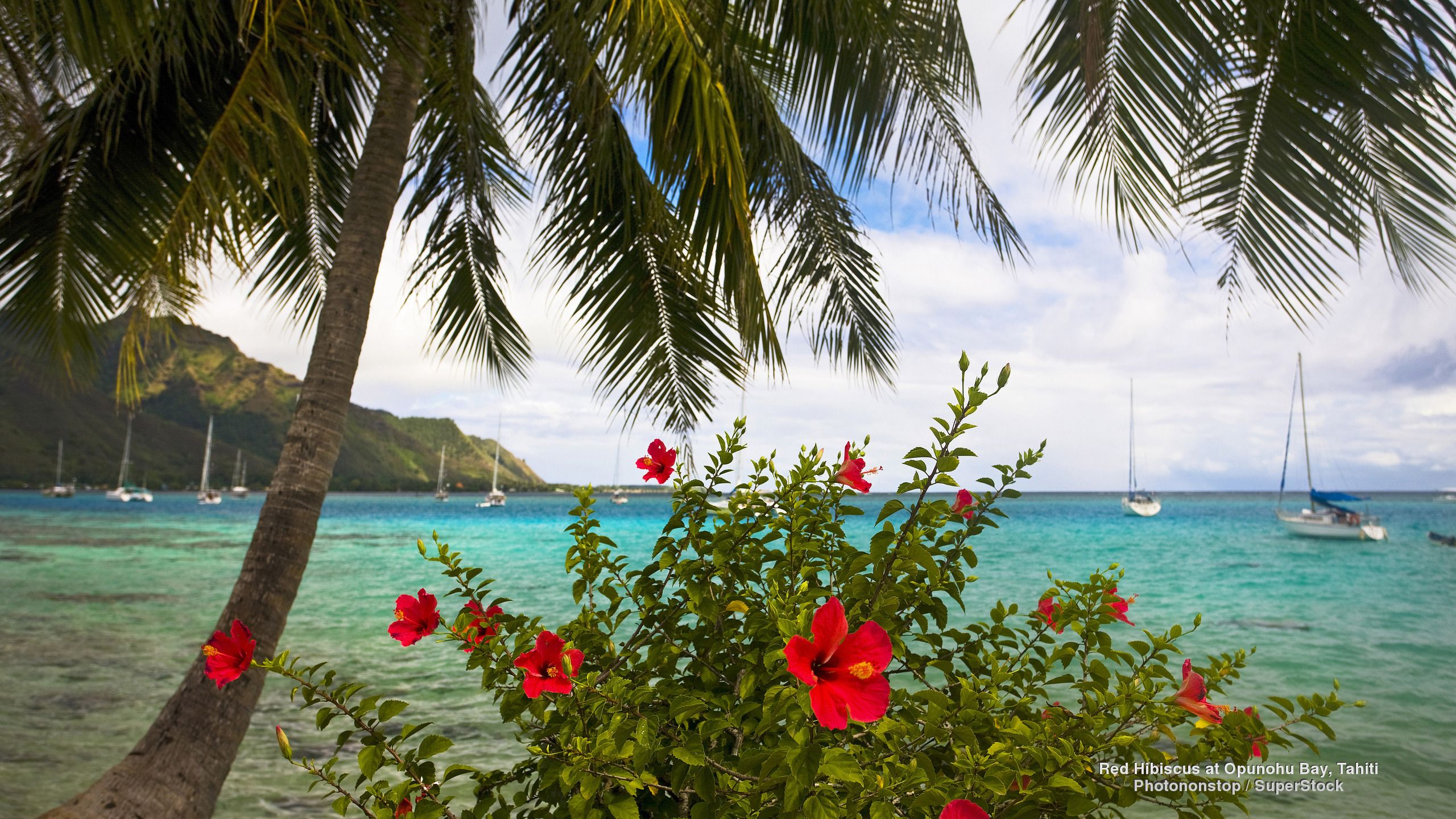 Flower Hibiscus Opunohu Bay Palm Tree Tahiti 2560x1440