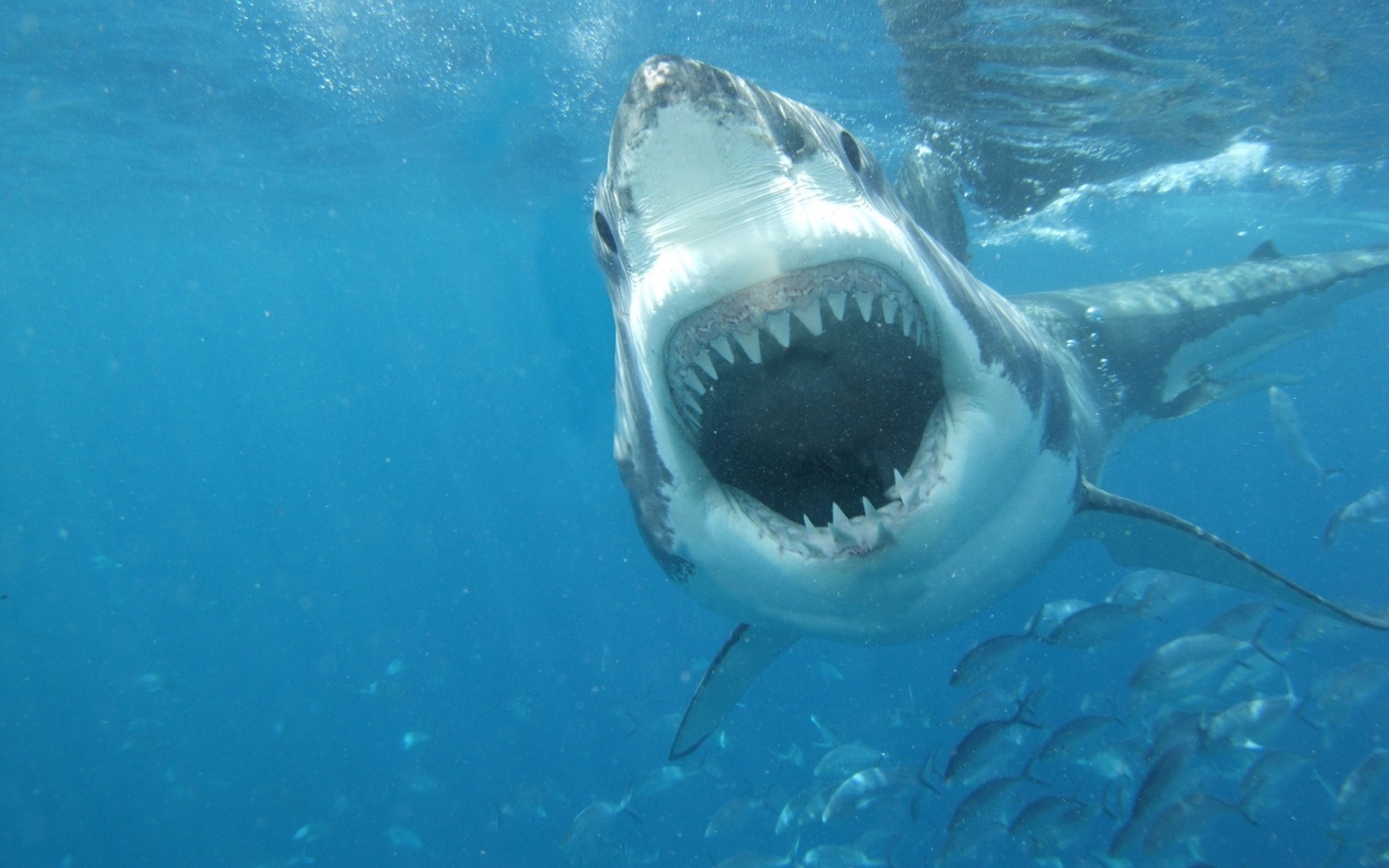 Animal Great White Shark 1680x1050