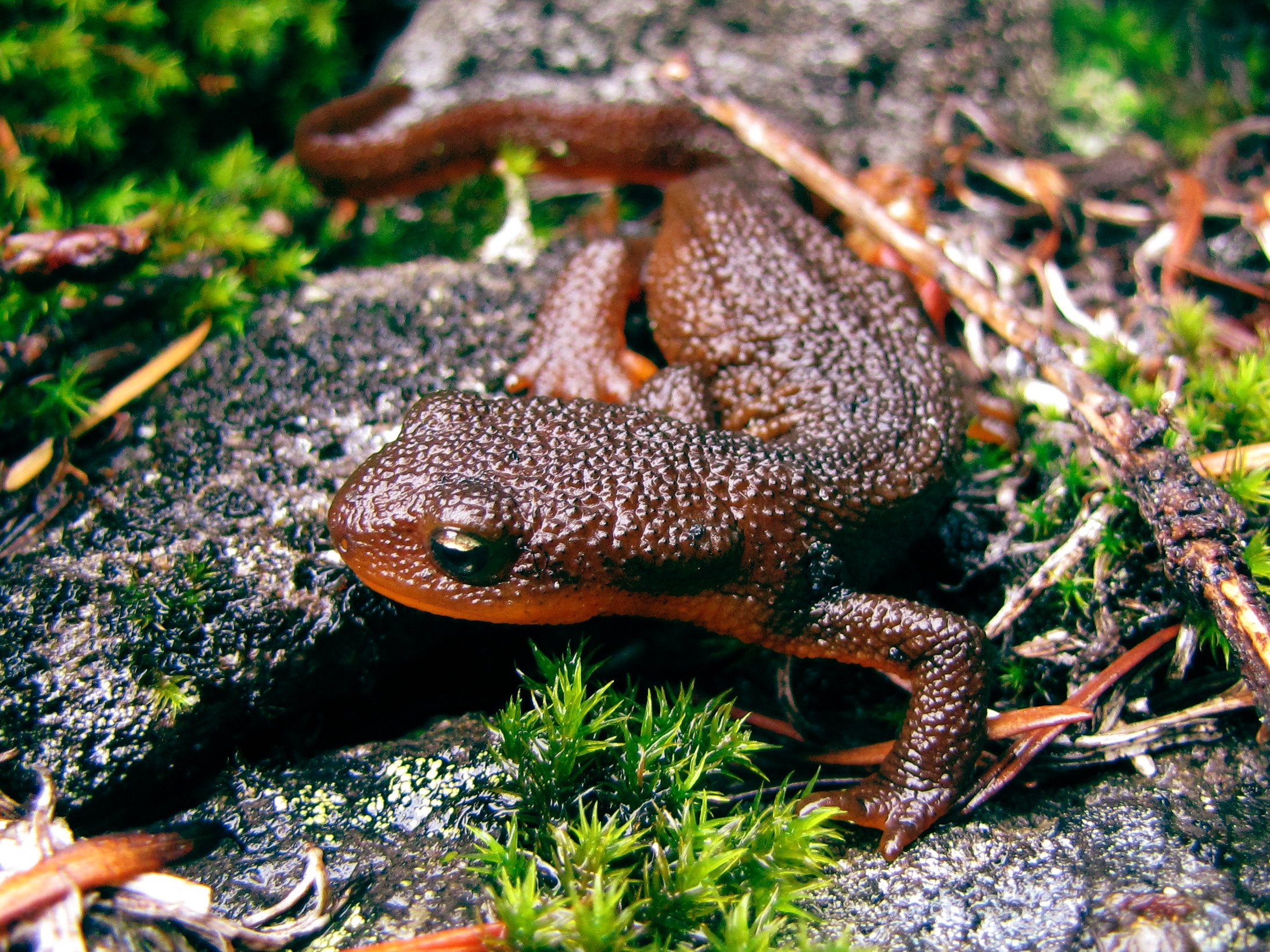 Animal Newt 2187x1640