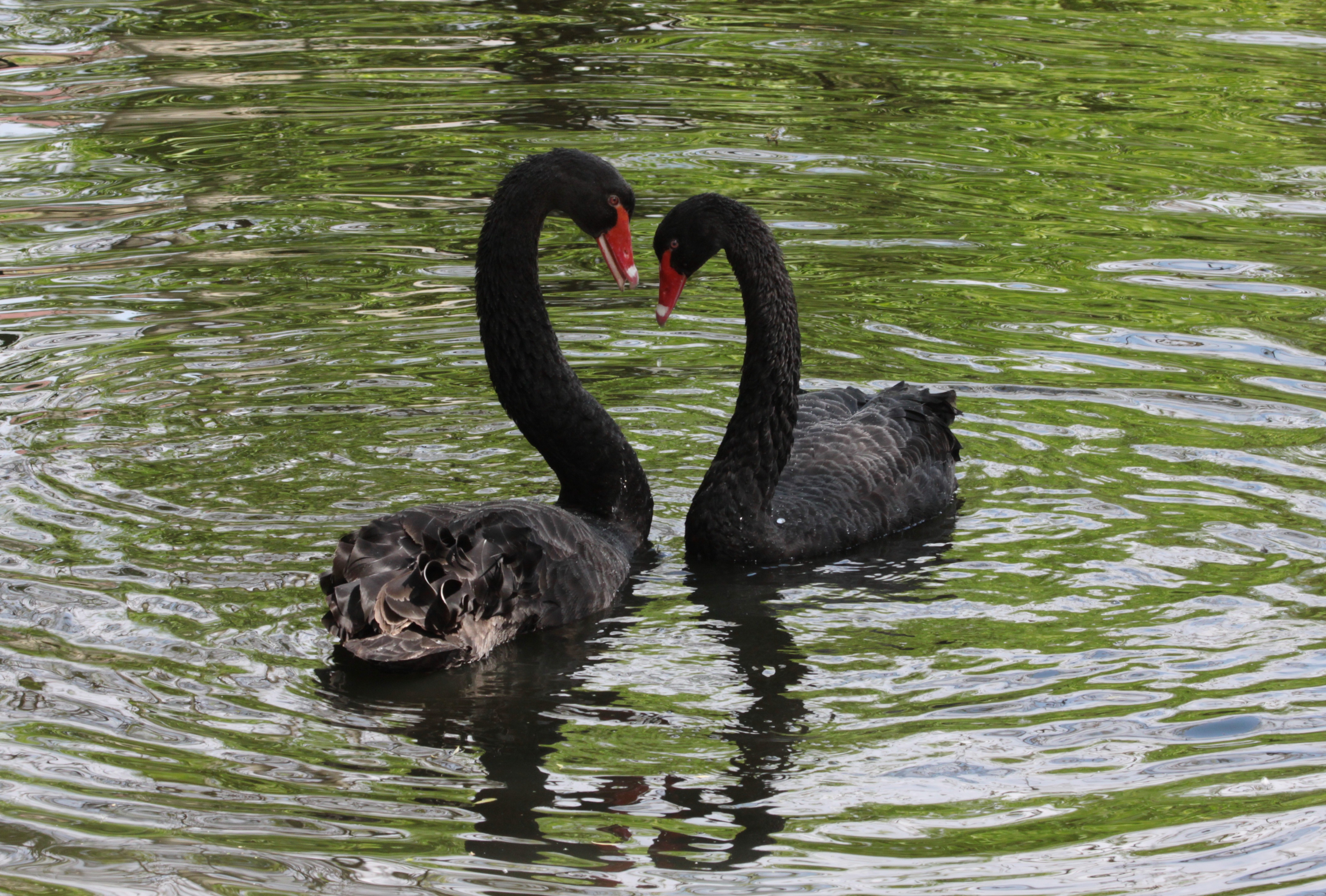 Bird Black Swan Couple Swan Water 4315x2917