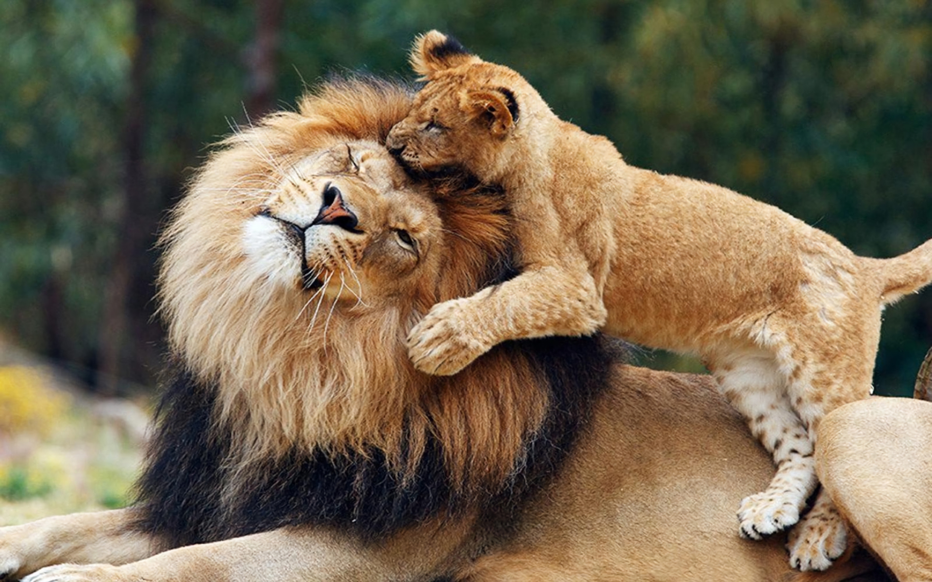 Animal Baby Animal Big Cat Cub Lion Love Wildlife Predator Animal Wallpaper  - Resolution:1920x1200 - ID:841856 