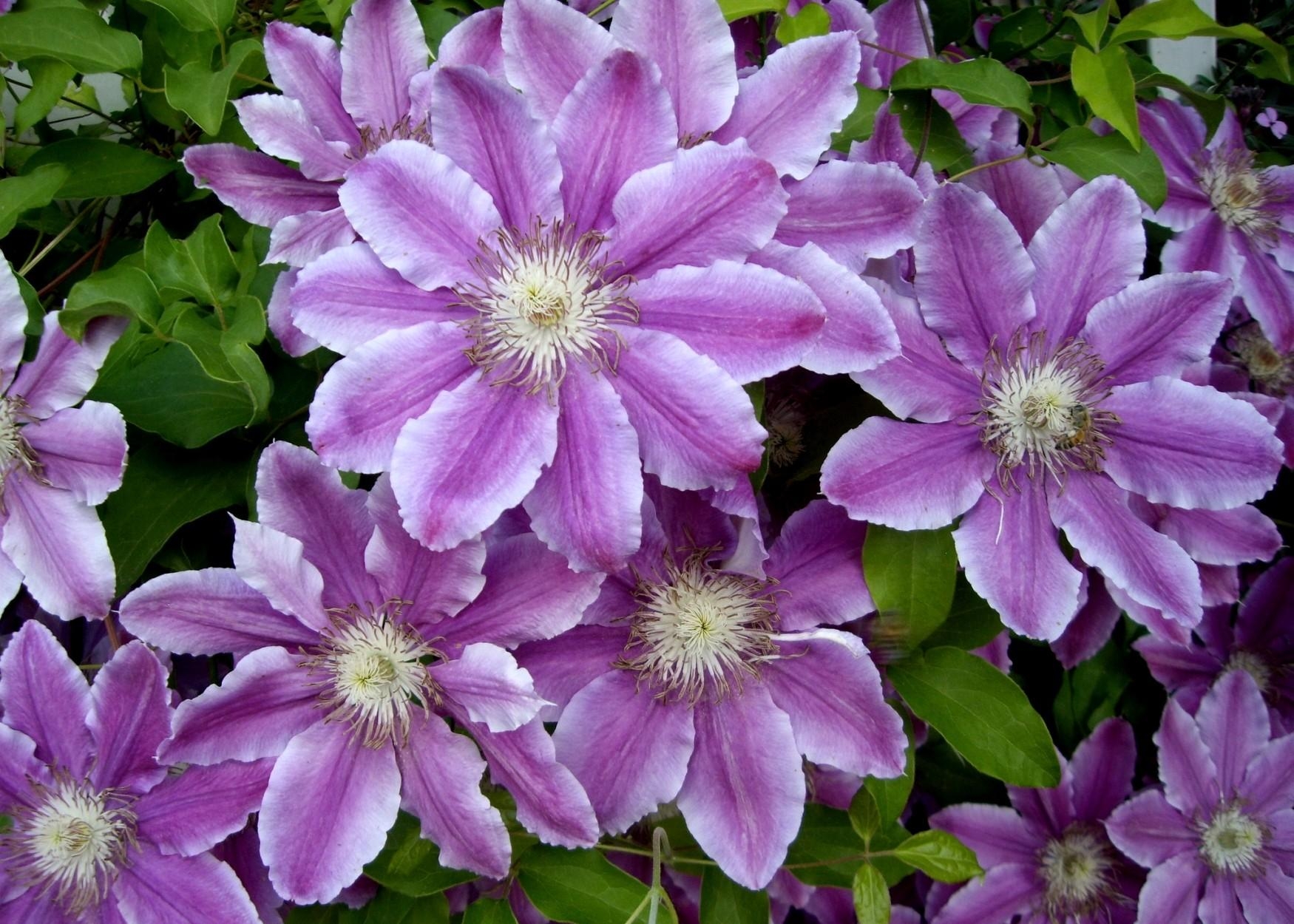 Clematis Close Up Flower Nature Purple Flower 1750x1250
