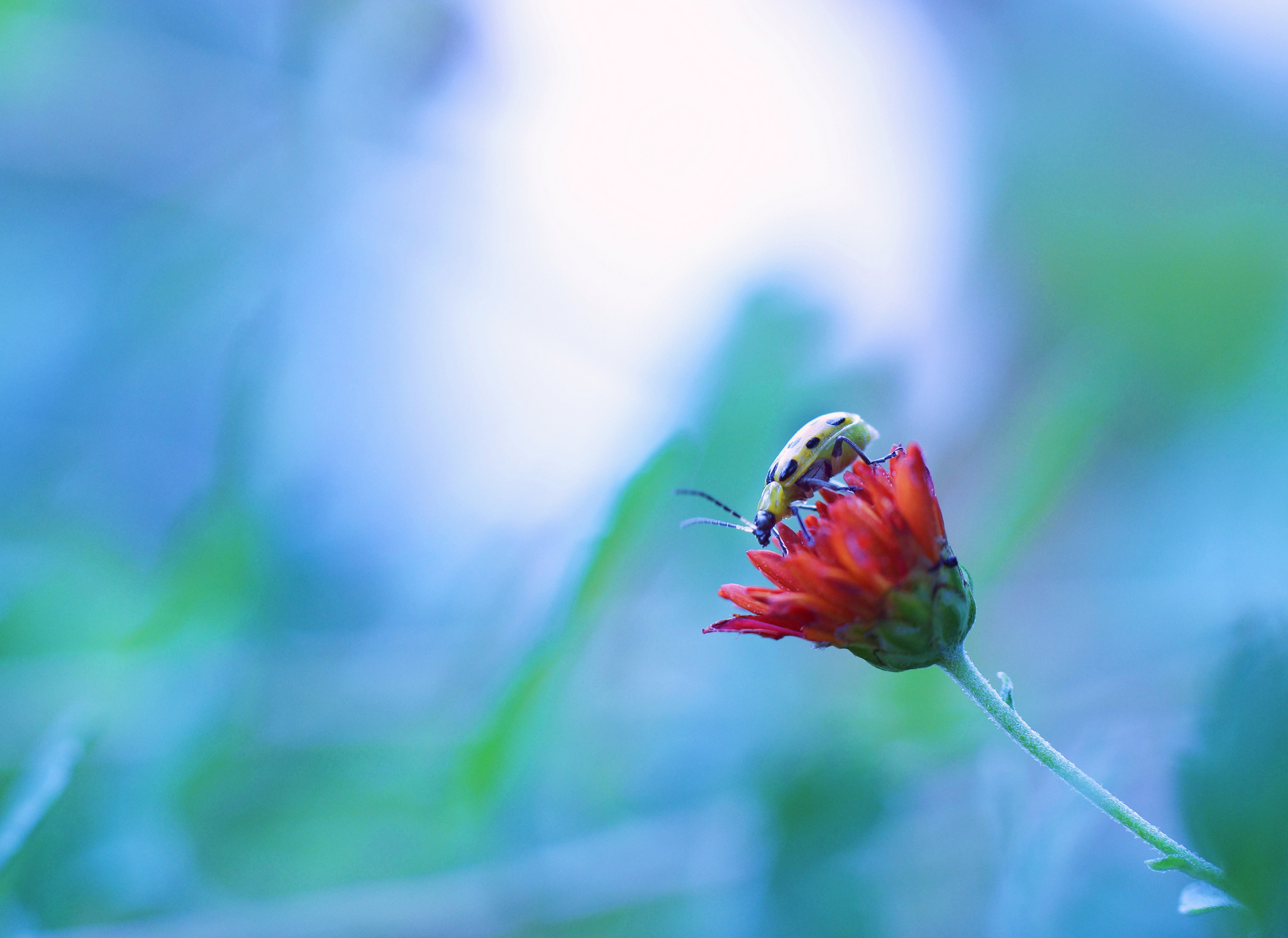 Beetle Blur Flower Insect Macro Nature Red Flower 2048x1491