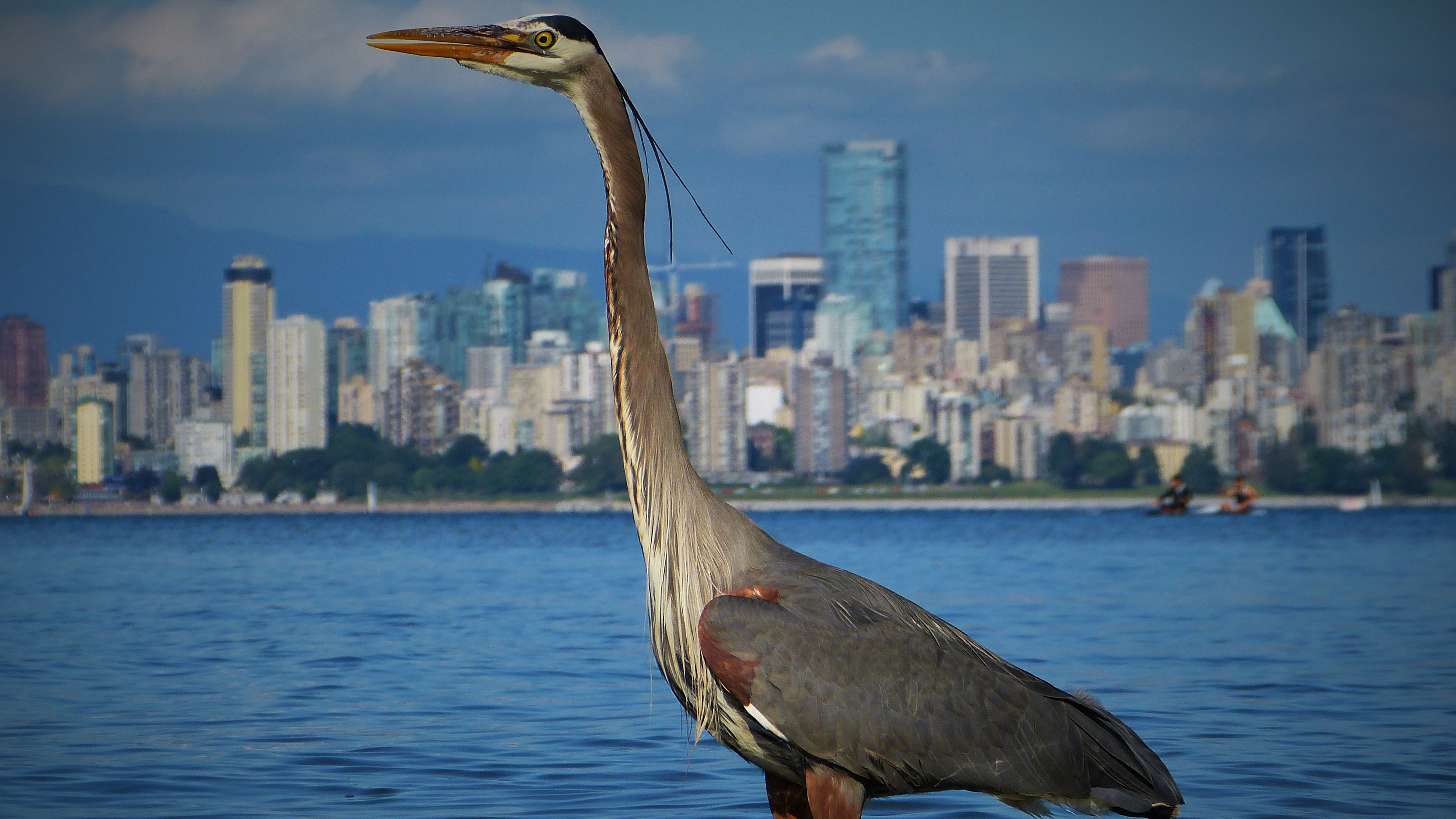 Animal Blue Heron 3950x2222