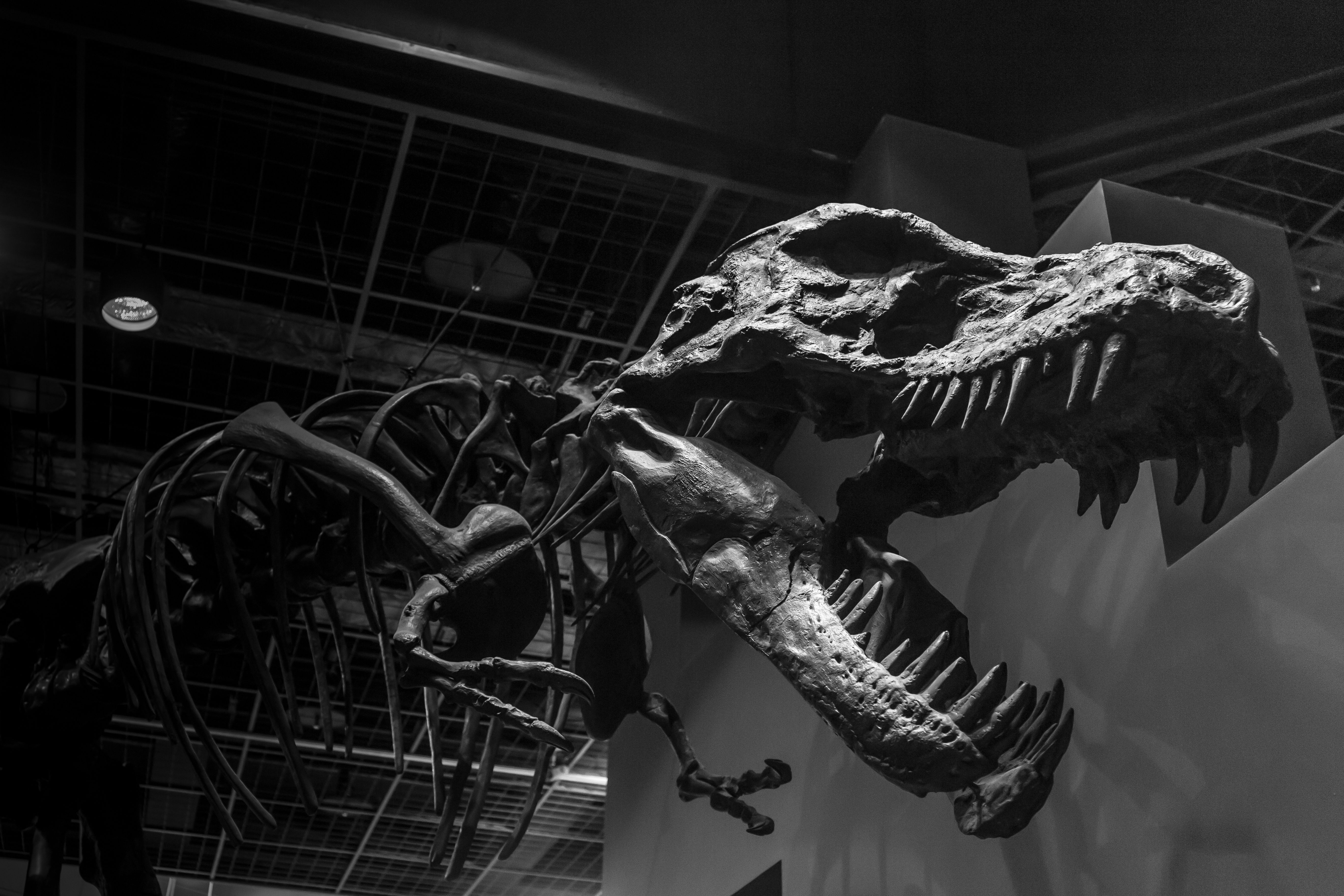 Black Amp White Dinosaur Monochrome Museum Skeleton Tyrannosaurus Rex 5472x3648