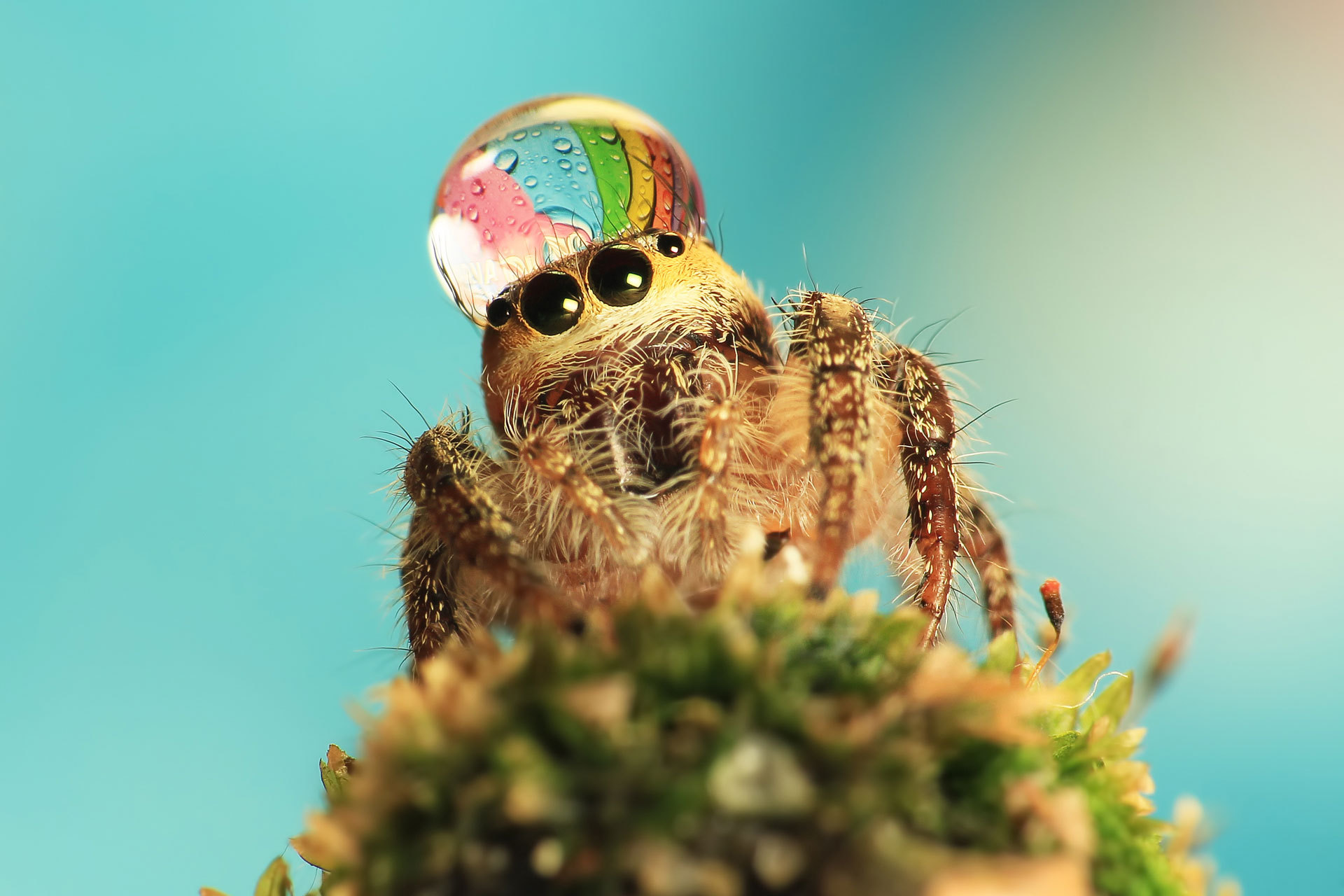 Jumping Spider 1920x1280