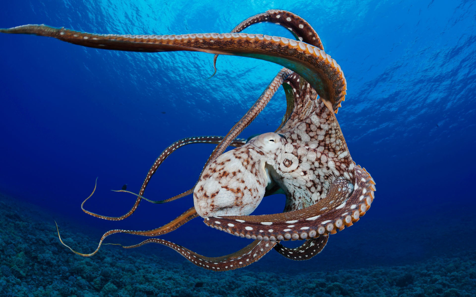 Octopus Underwater 1920x1200