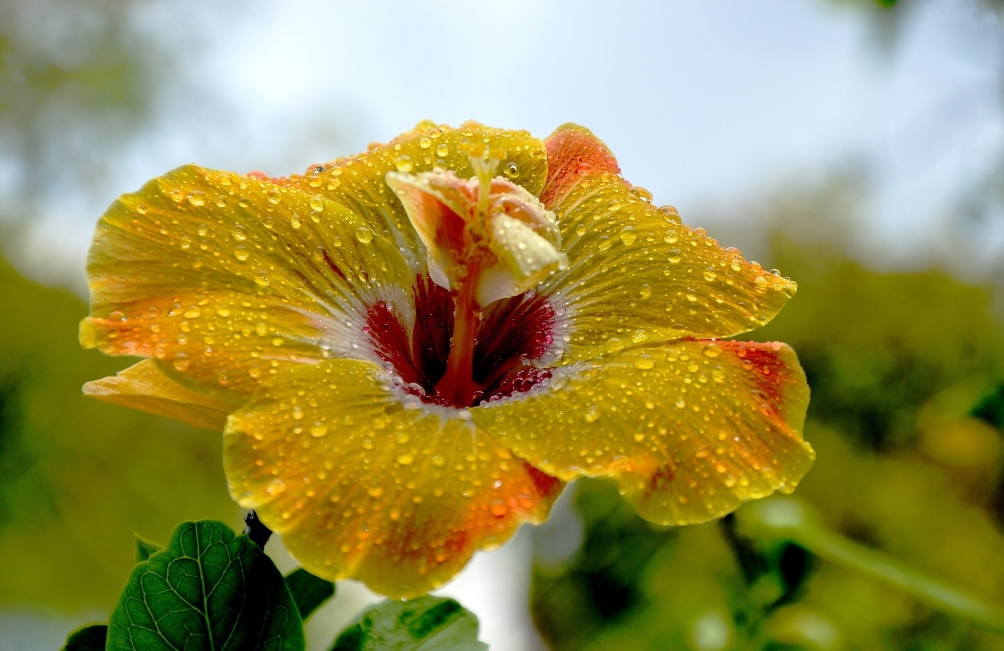 Earth Flower Hibiscus Water Drop Yellow Flower 2048x1329