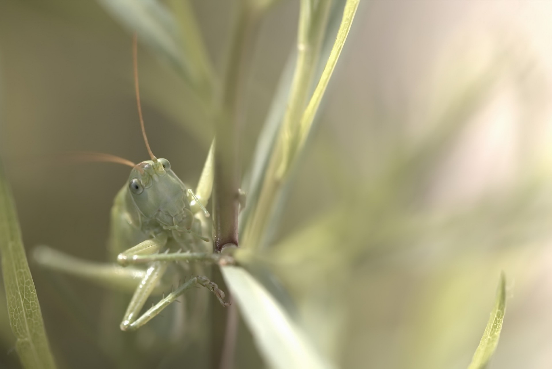 Grasshopper Insect Macro 1920x1282