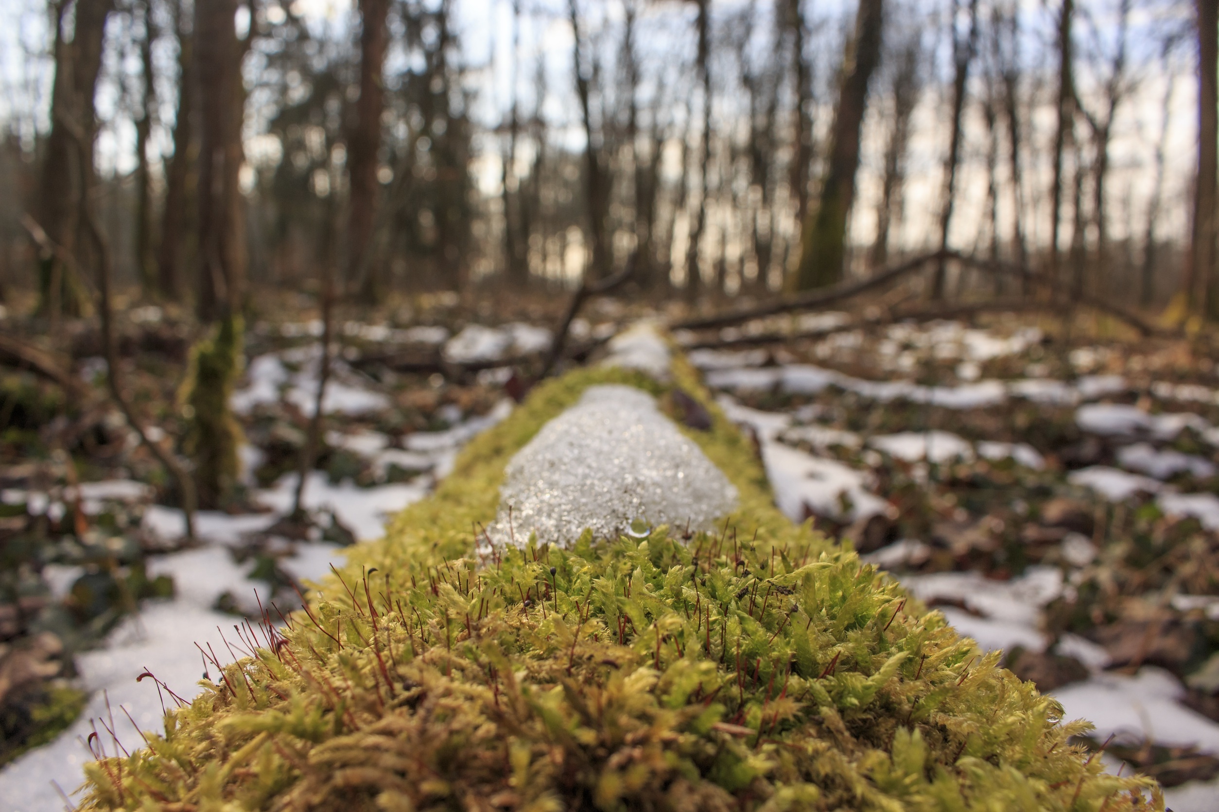 Close Up Forest Moss Nature Snow 2508x1672