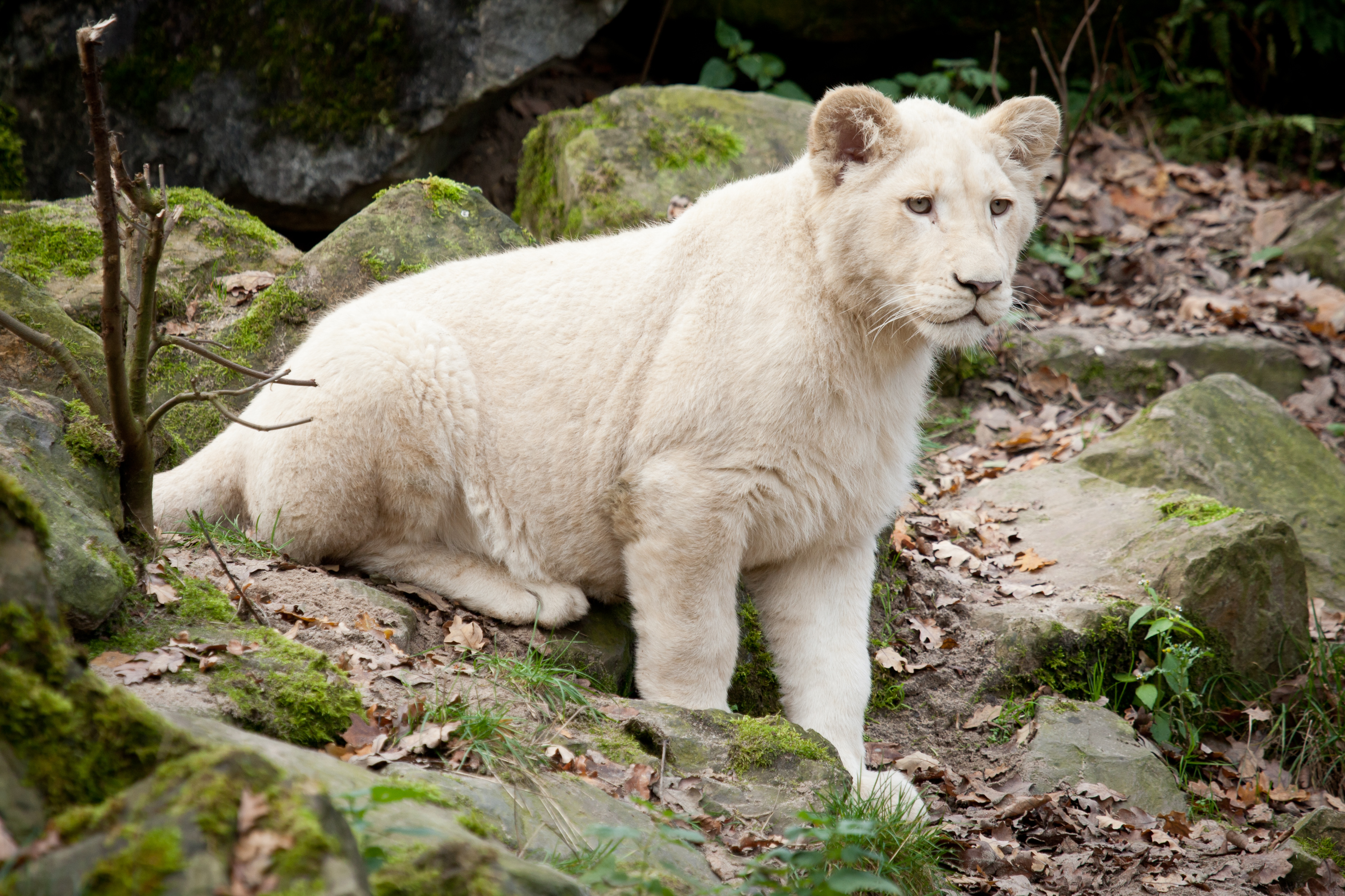 Baby Animal Big Cat Cub Lion 3888x2592