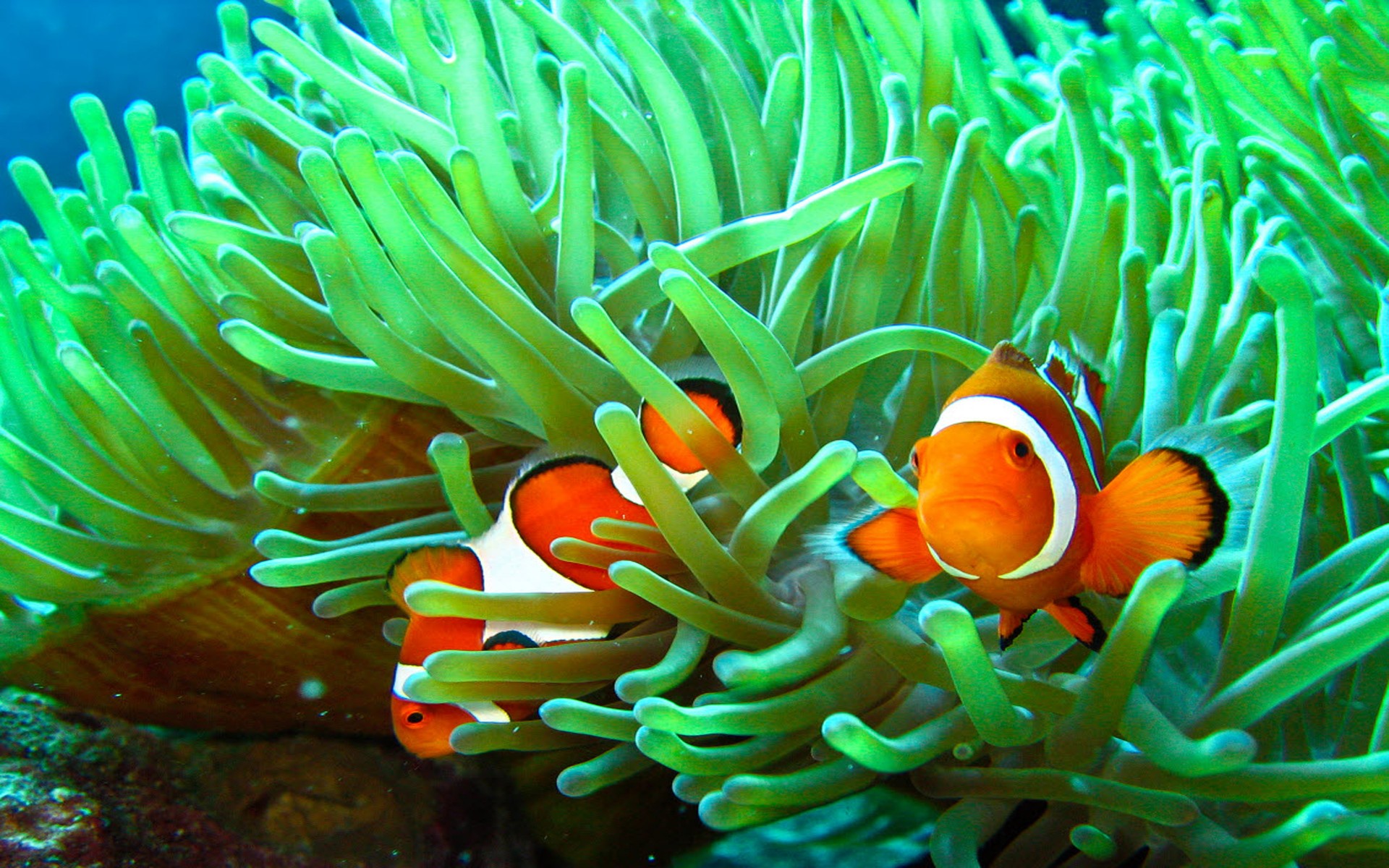 Animal Close Up Clownfish Fish Ocean Sea Grass Underwater 1920x1200
