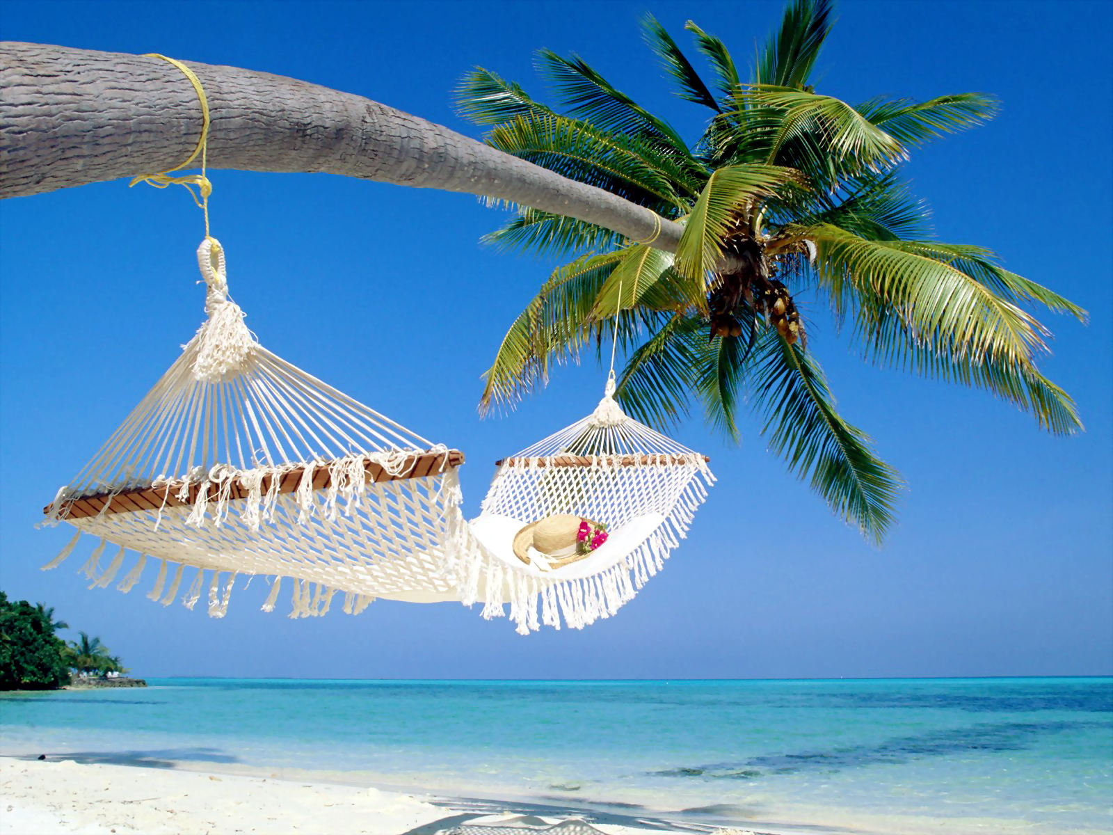 Beach Hammock Hat Ocean Palm Tree Tree 1600x1200