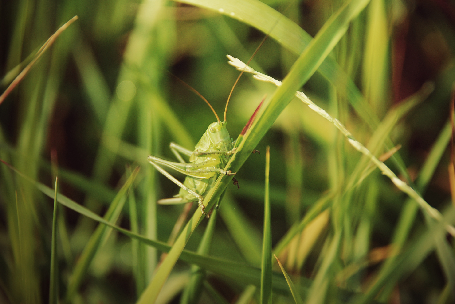 Bokeh Grass Grasshopper Green Nature 1936x1296