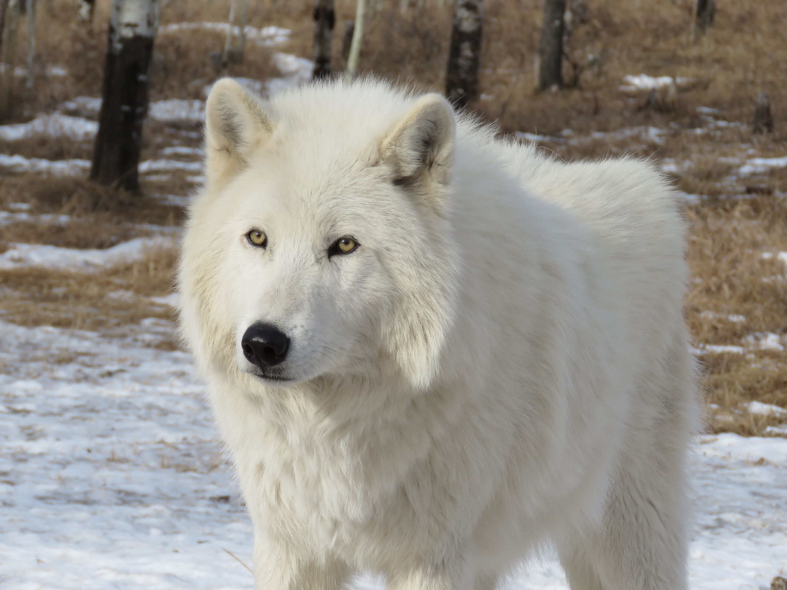 Arctic Wolf Wildlife Wolf Predator Animal 2667x2000