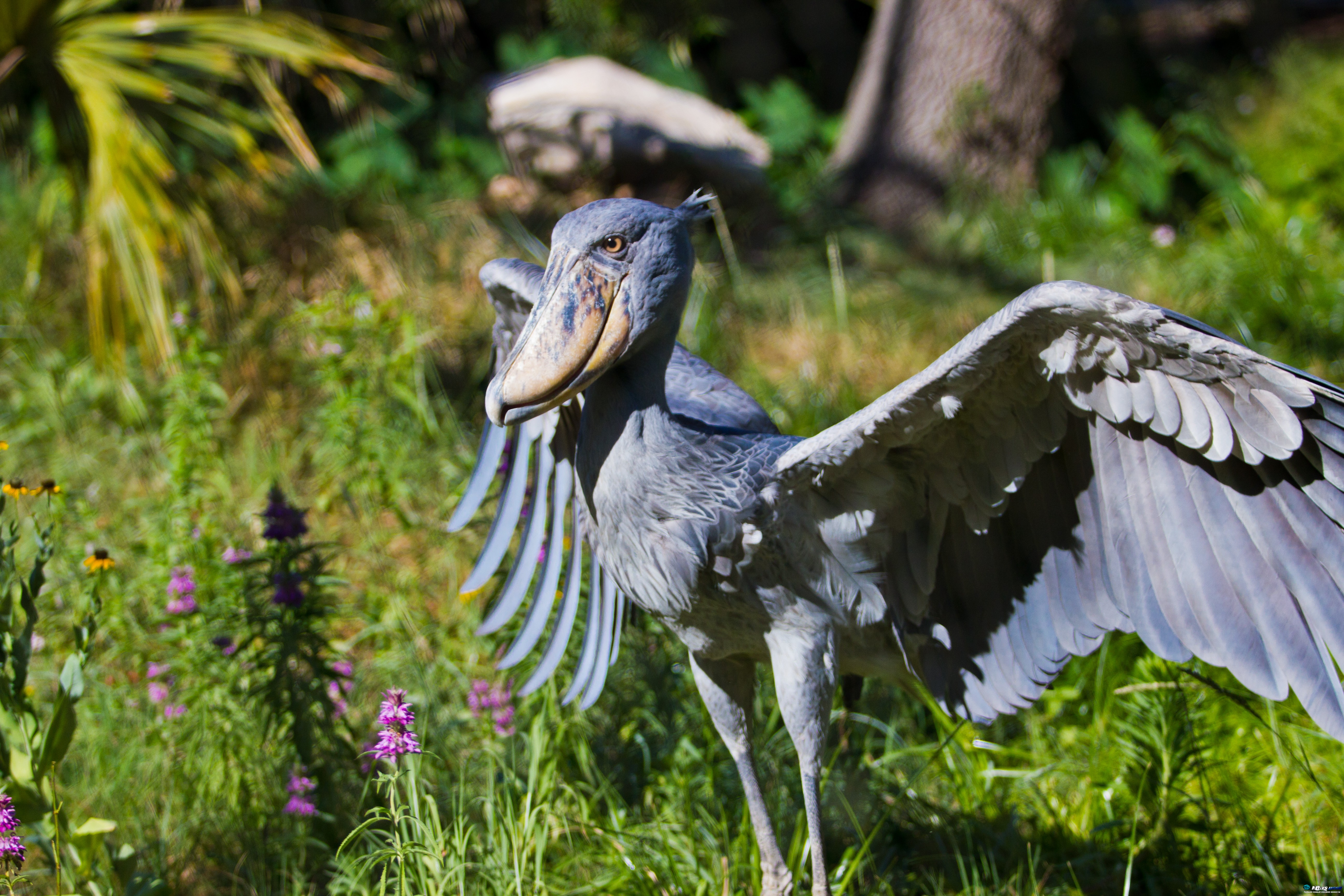 Animal Shoebill 5184x3456