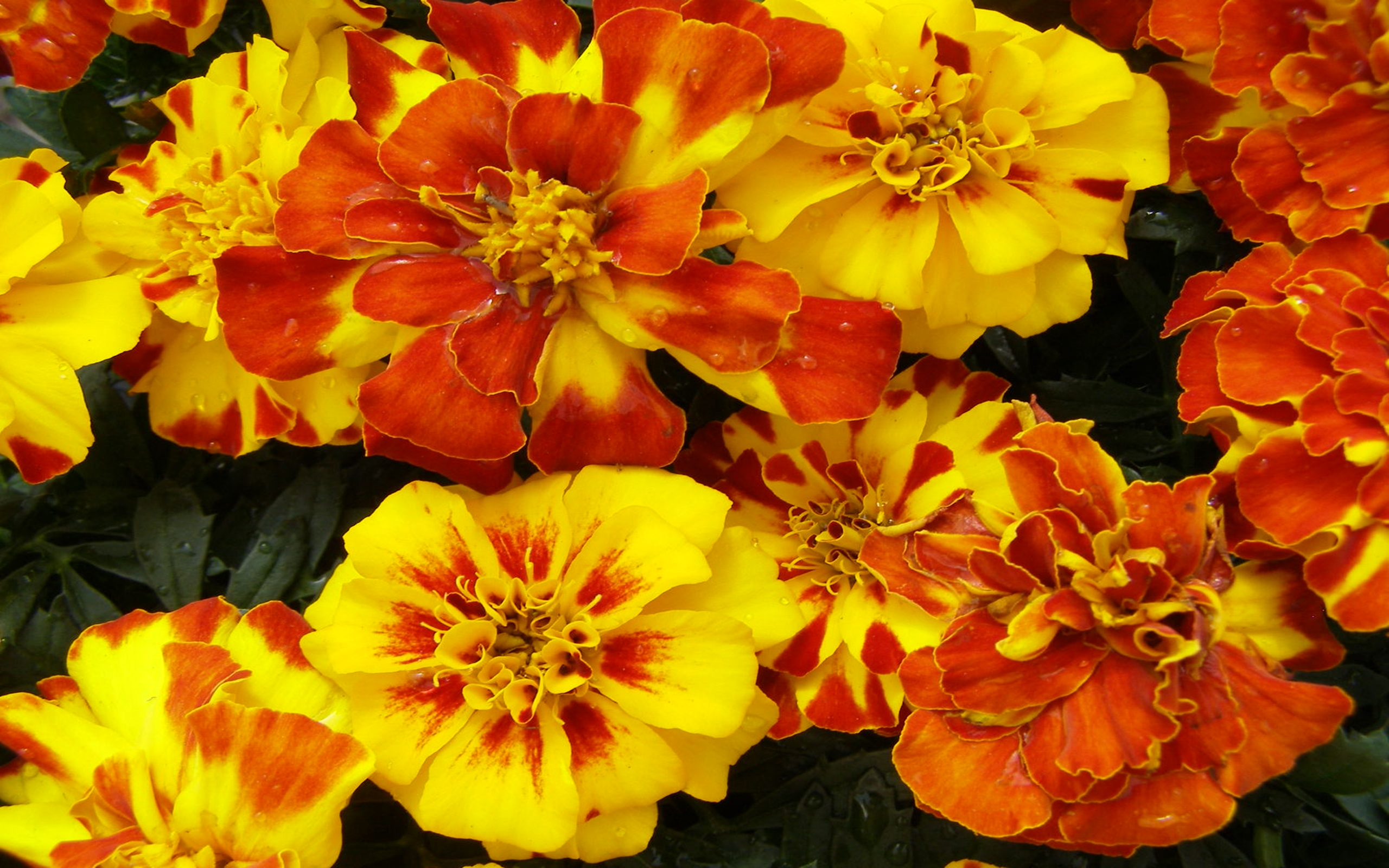 Earth Flower Marigold Orange Flower Yellow Flower 2560x1600