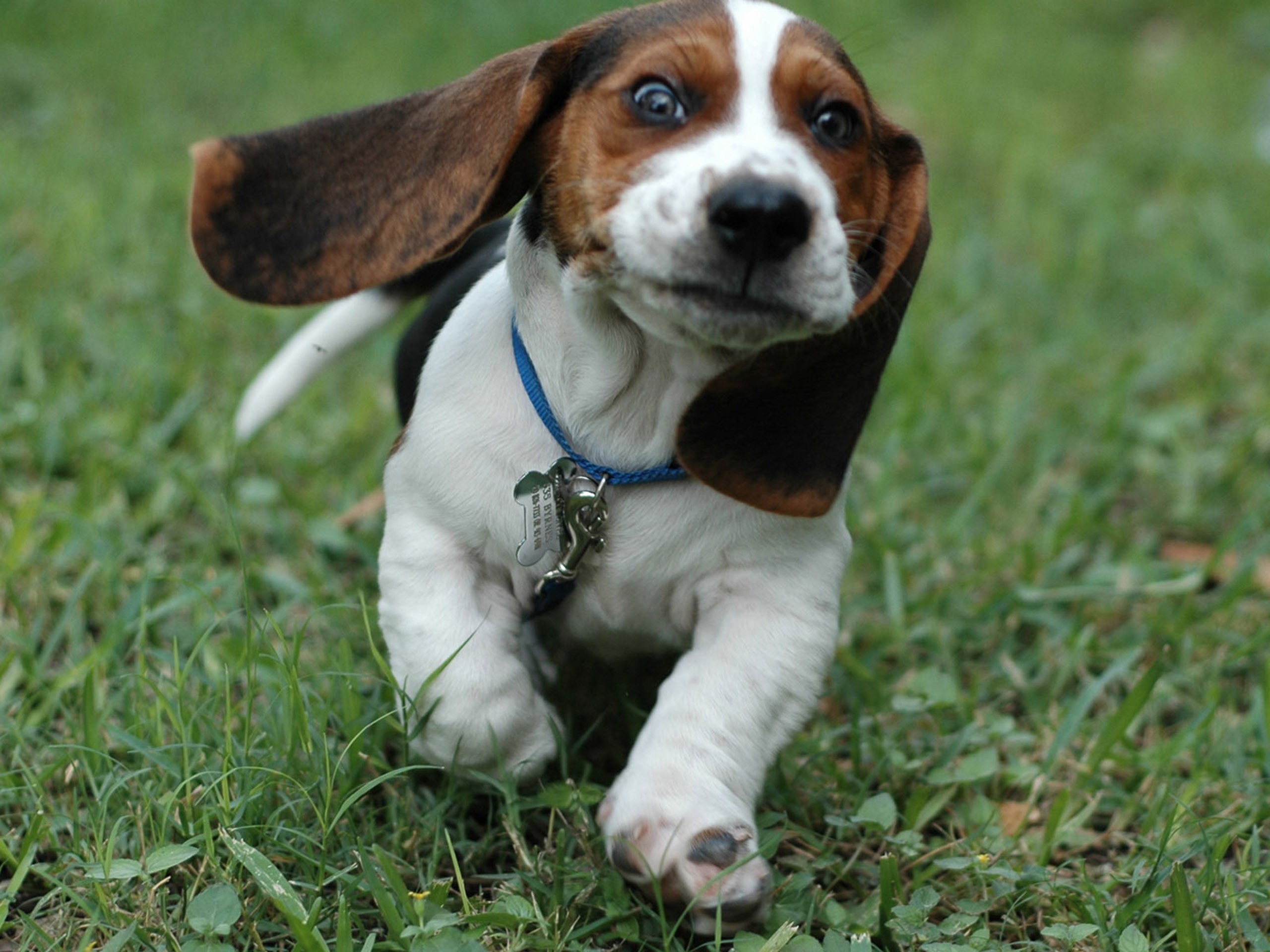 Animal Beagle Dog Face Grass Running 2560x1920