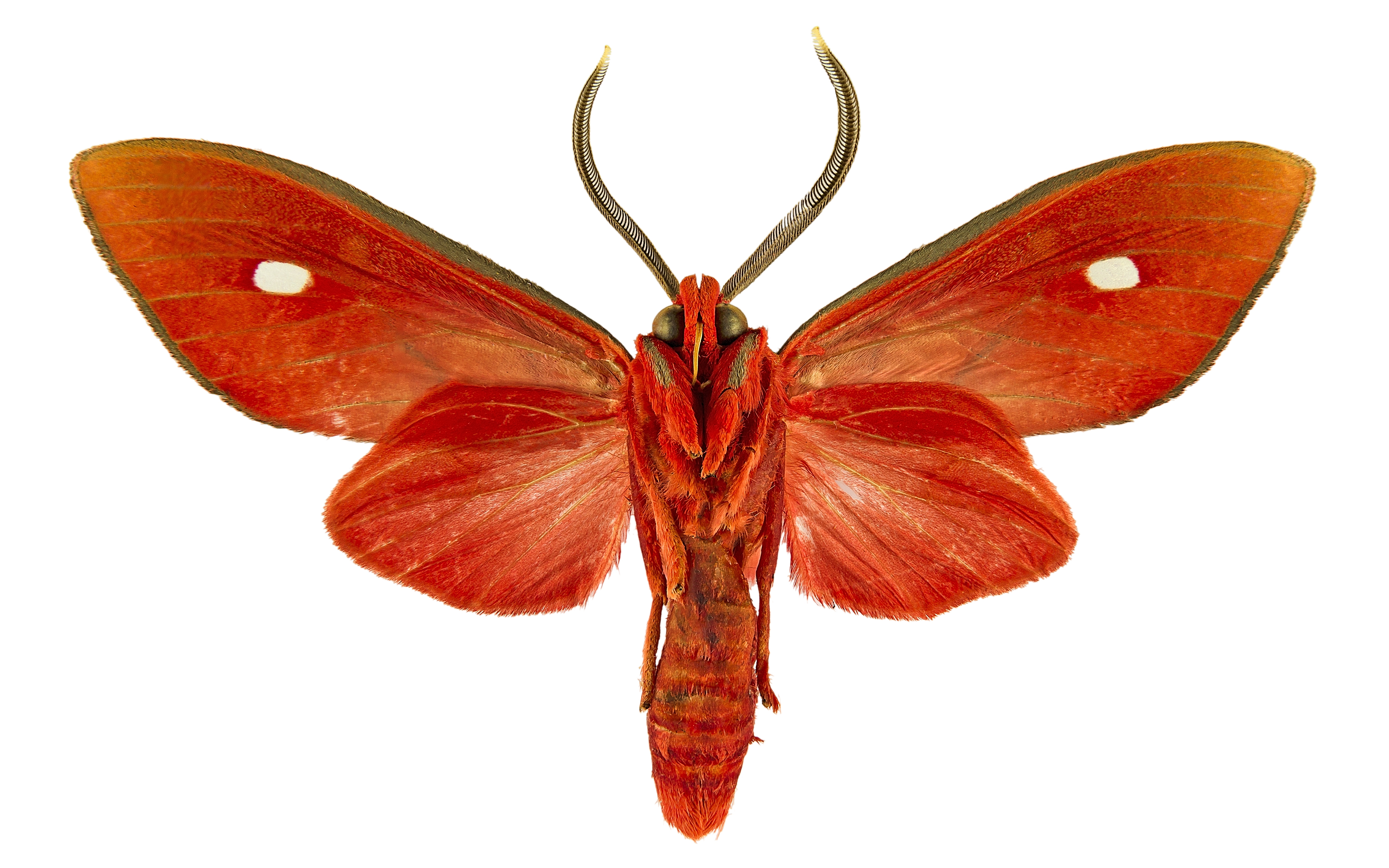 Animal Moth 5760x3600