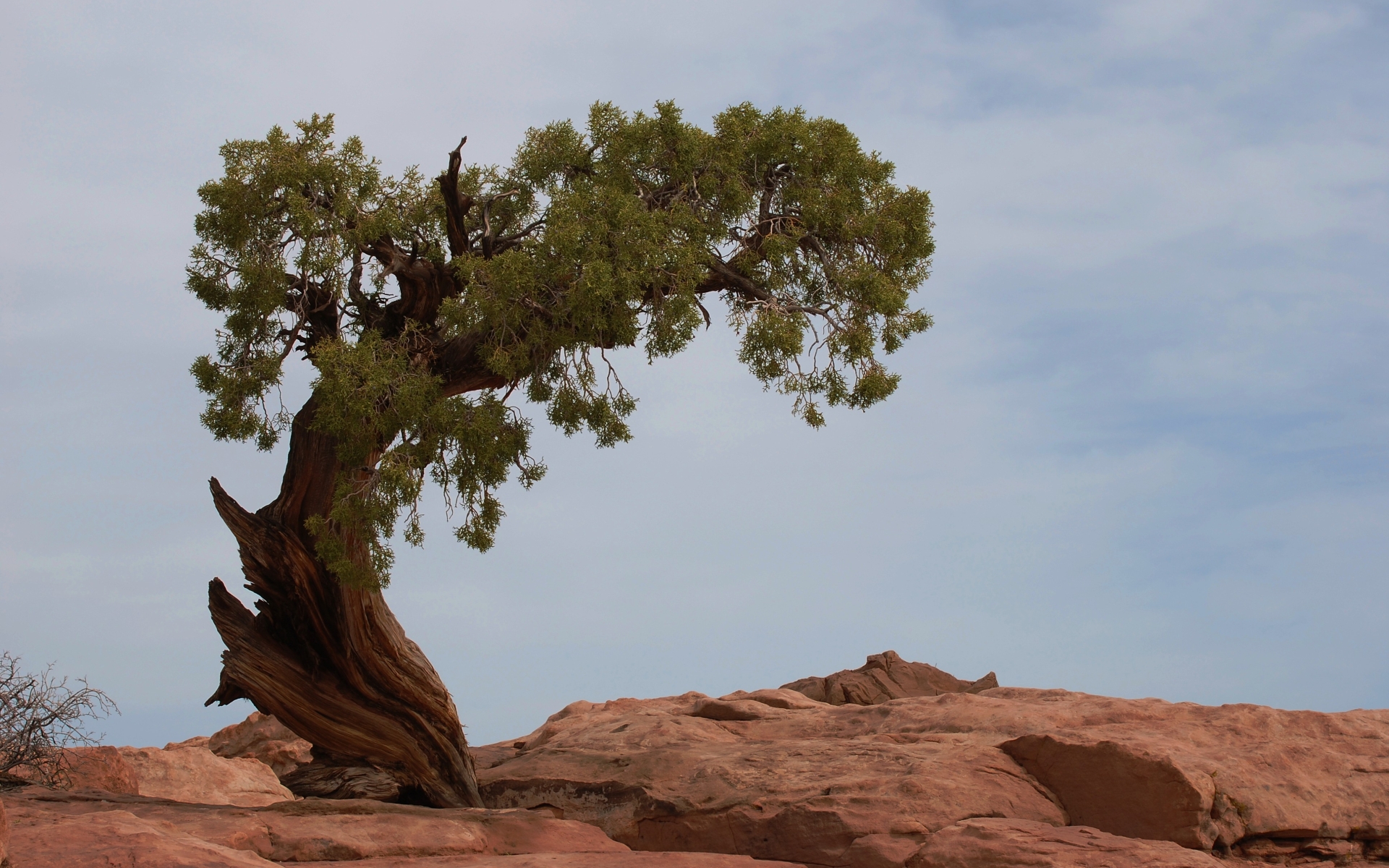 Earth Twisted Tree 1920x1200