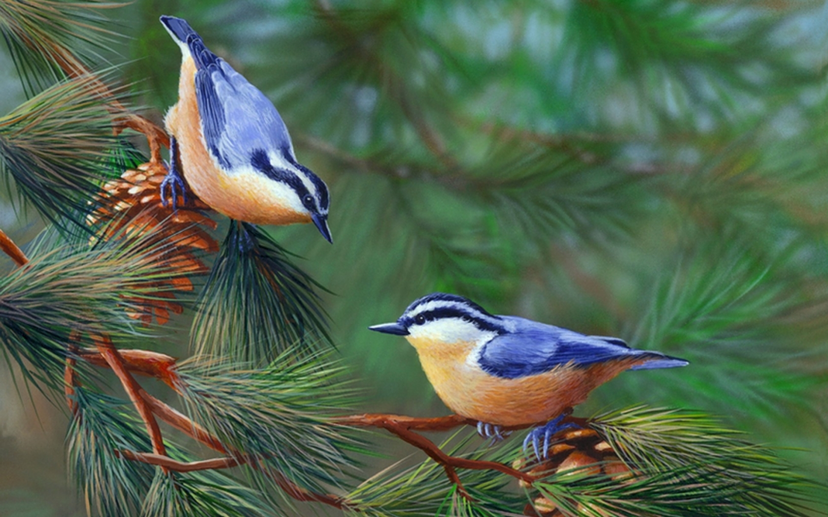 Animal Bird Branch Pine Tree Red Breasted Nuthatch 1680x1050