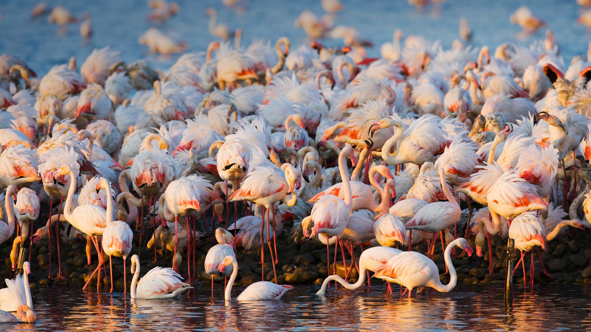 Bird Flamingo Flock Of Birds Wildlife 1920x1080