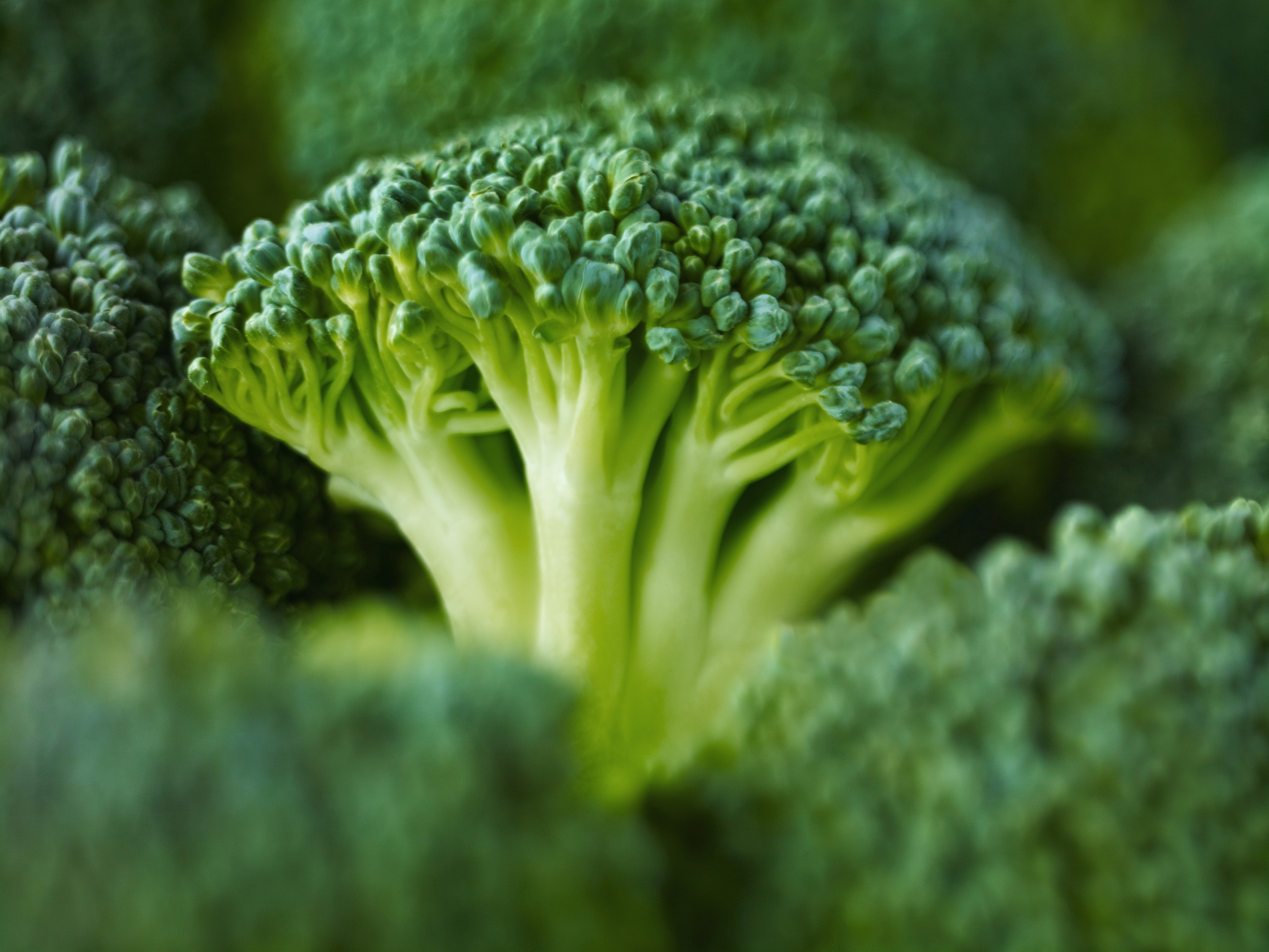 Food Broccoli 4800x3601