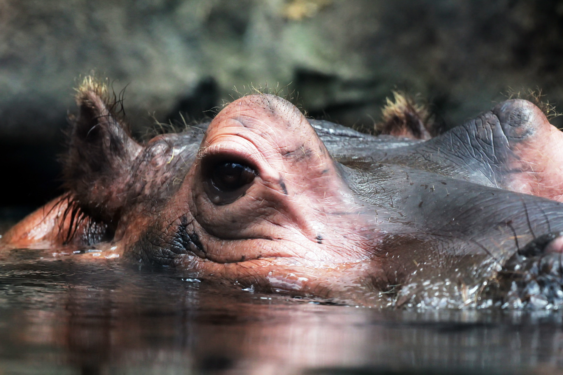 Close Up Hippo 1920x1279