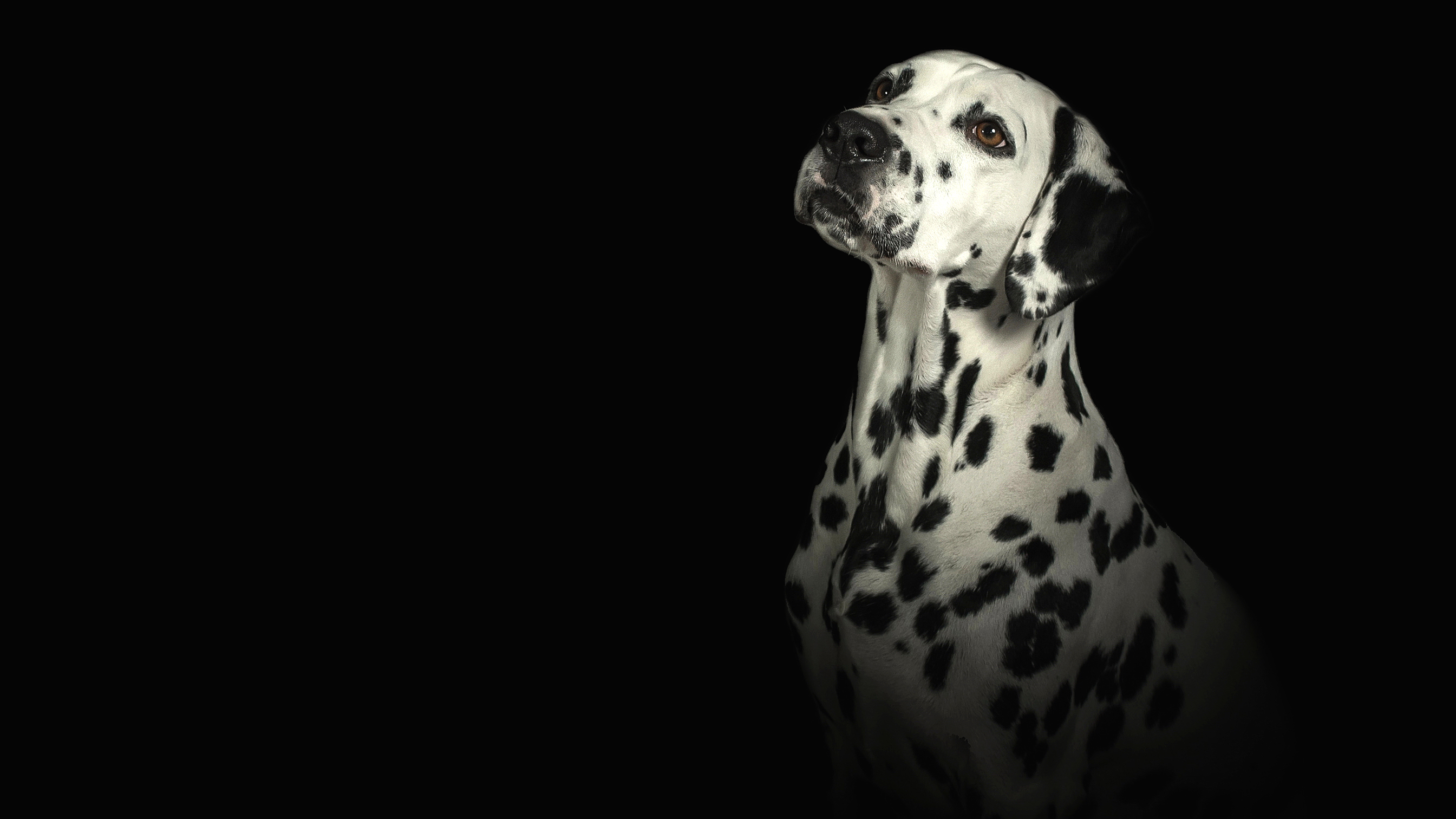 Animal Dalmatian Dog Portrait 2689x1512