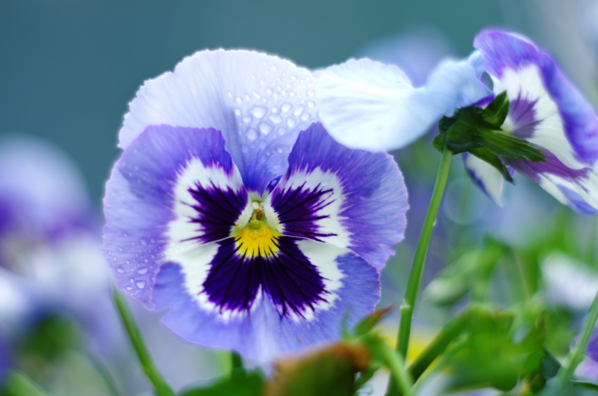 Flower Macro Nature Pansy Purple Flower 2048x1356
