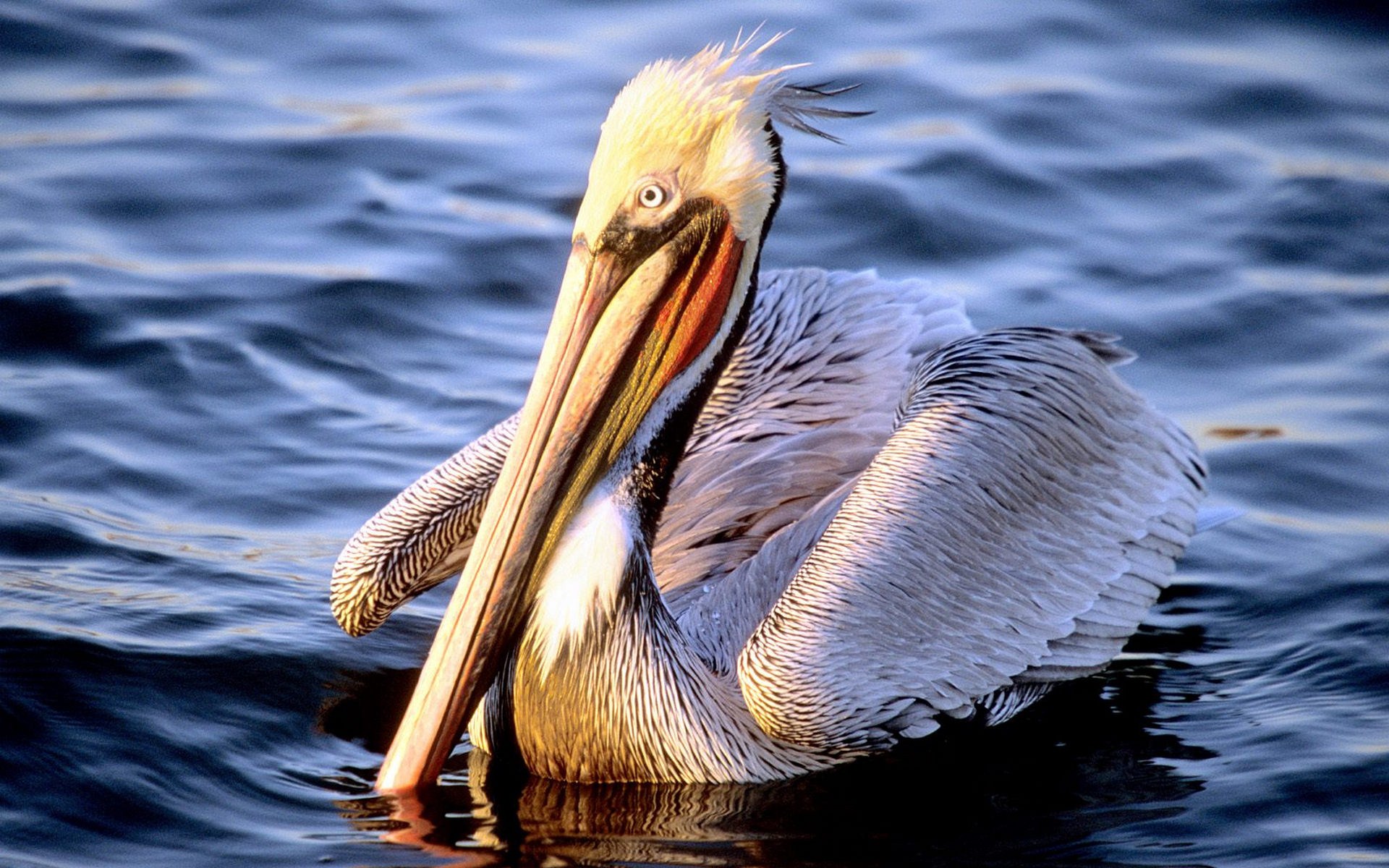 Animal Pelican 1920x1200