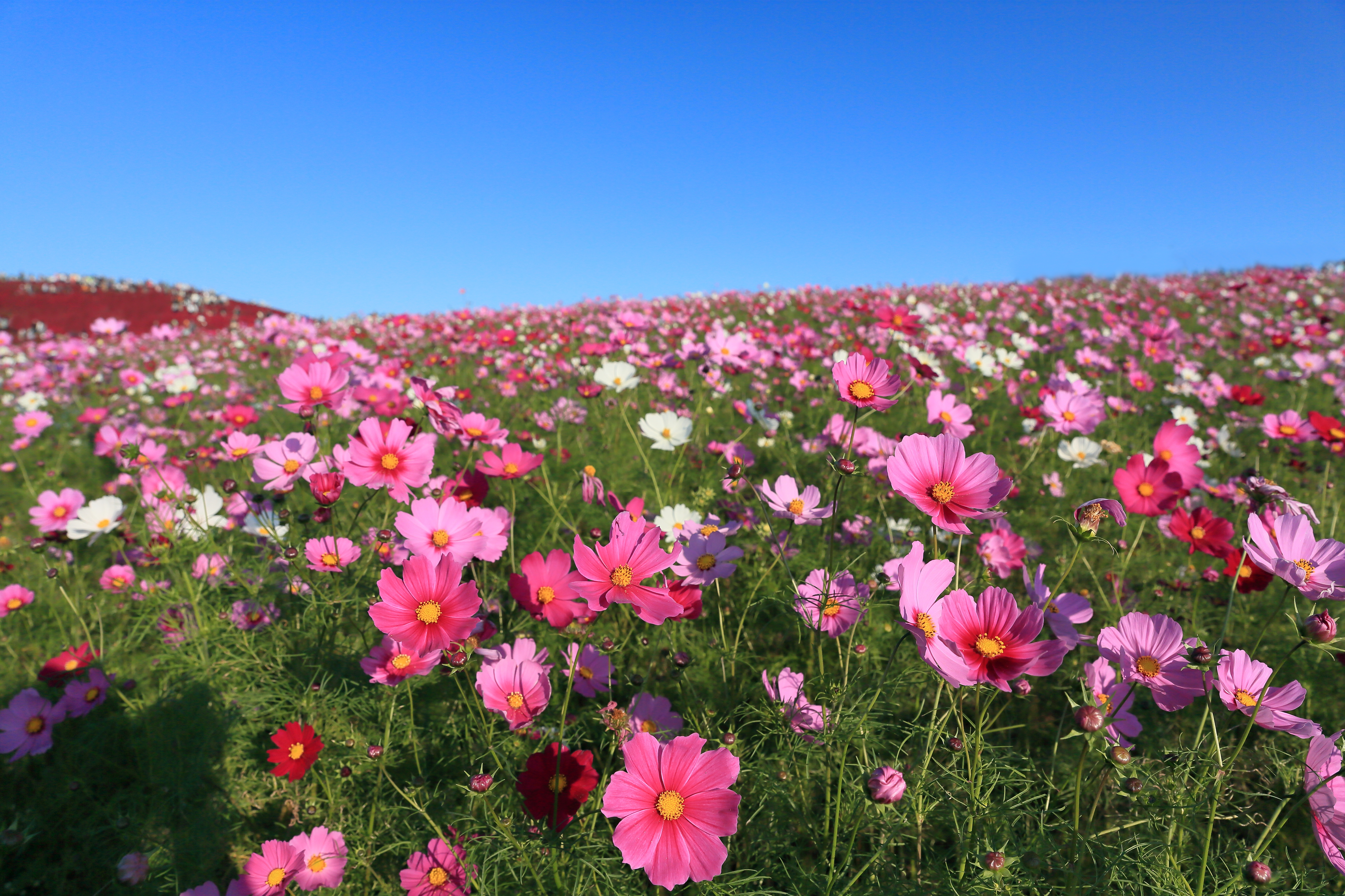 Cosmos Flower Meadow Nature Pink Flower 5760x3840