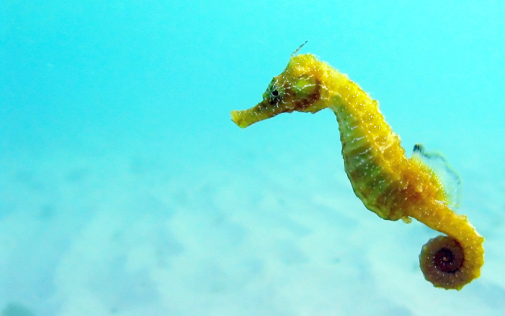 Seahorse 1666x1042