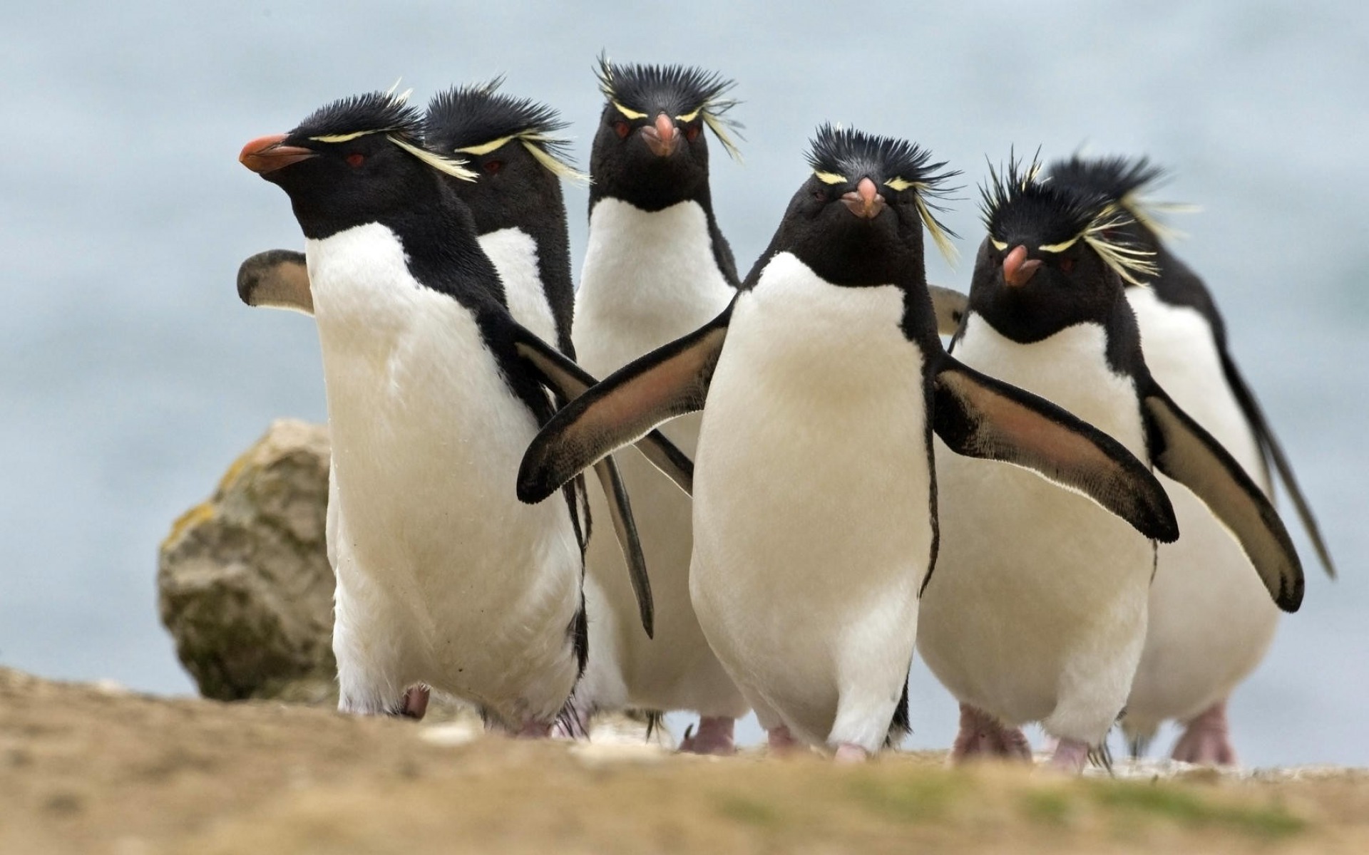 Bird Penguin Rockhopper Penguin 1920x1200