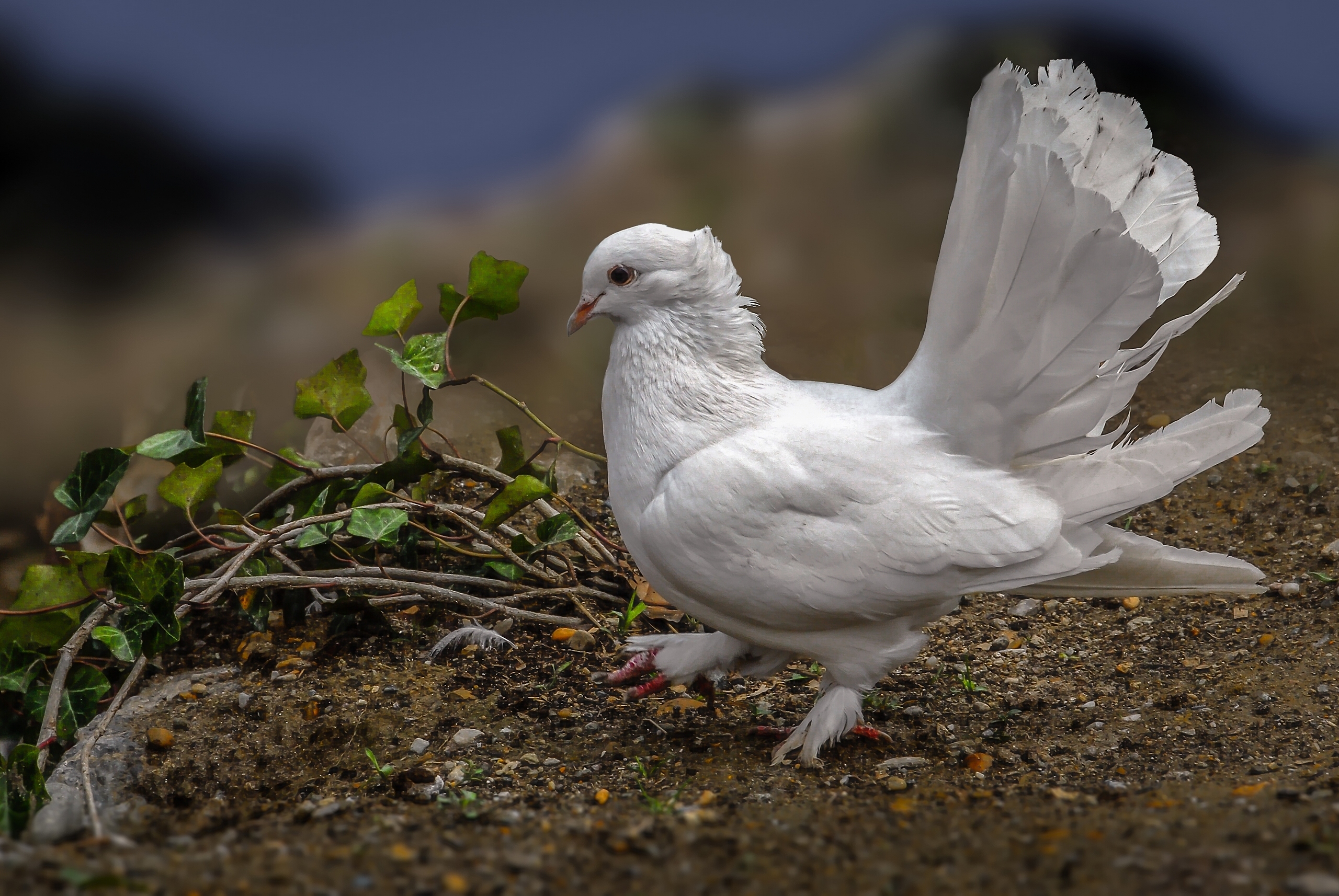 Bird Dove 2560x1714
