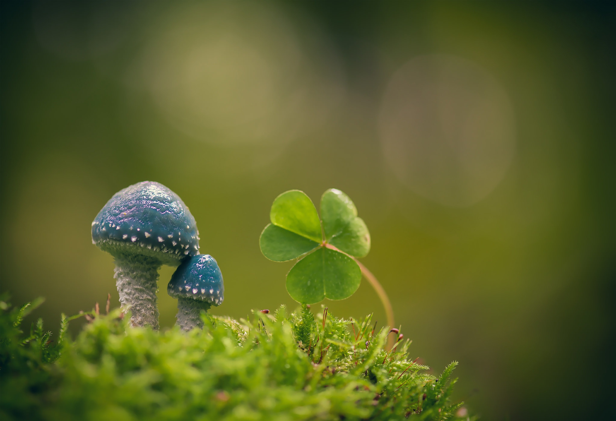 Blur Clover Green Macro Moss Mushroom Nature 2048x1401
