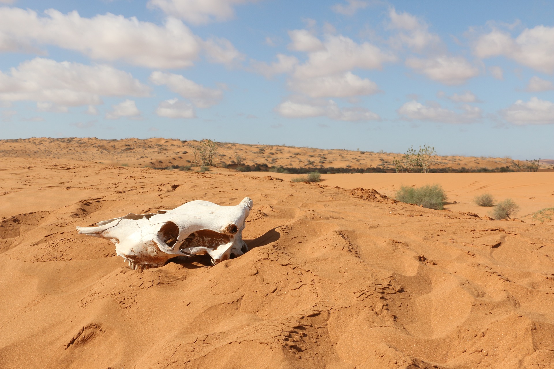 Africa Barren Desert Sahara Sand Skull 1920x1280